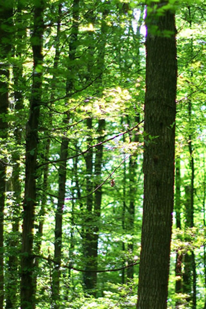 High Resolution Green Forest - HD Wallpaper 