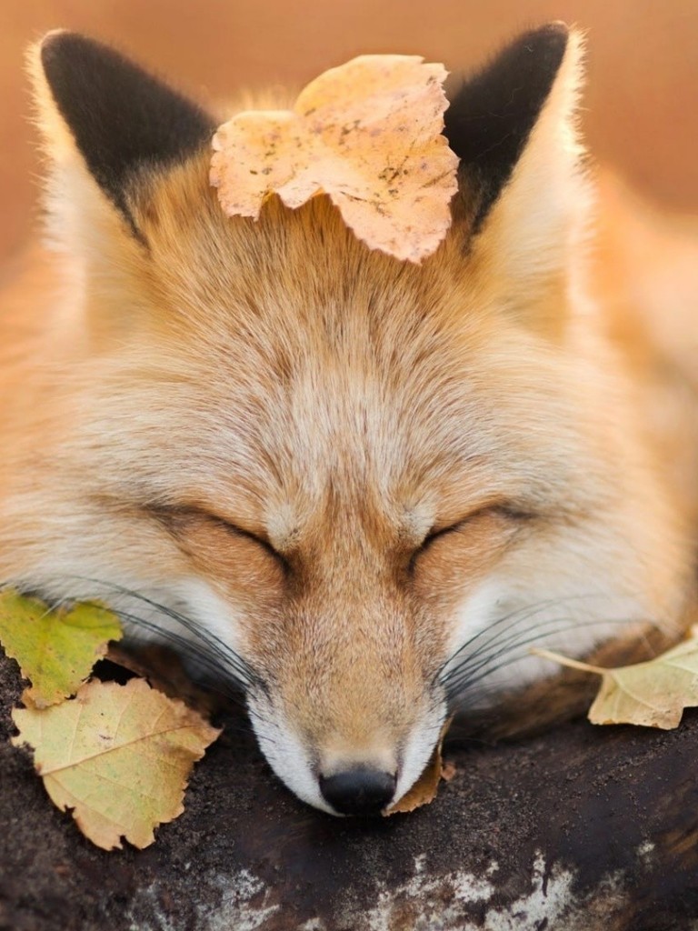 Fox, Sleeping, Wood, Autumn, Leaves, Cute - Cute Wallpaper For Ipad Fall - HD Wallpaper 