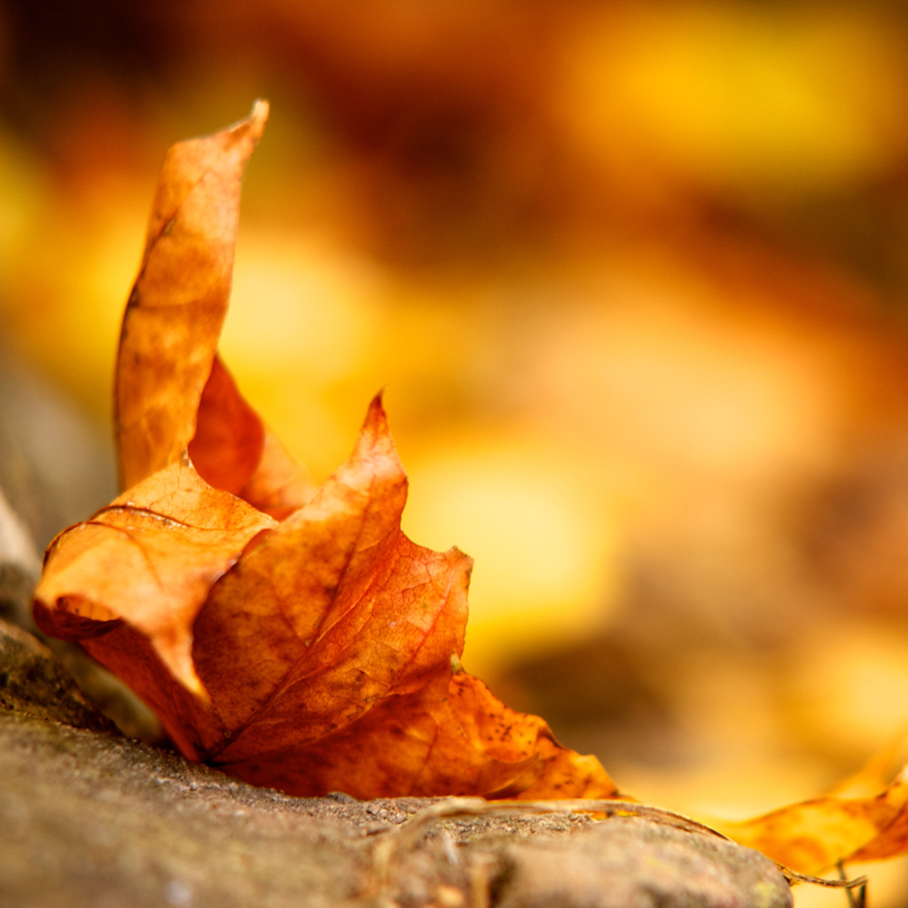 High Definition Autumn Season - HD Wallpaper 