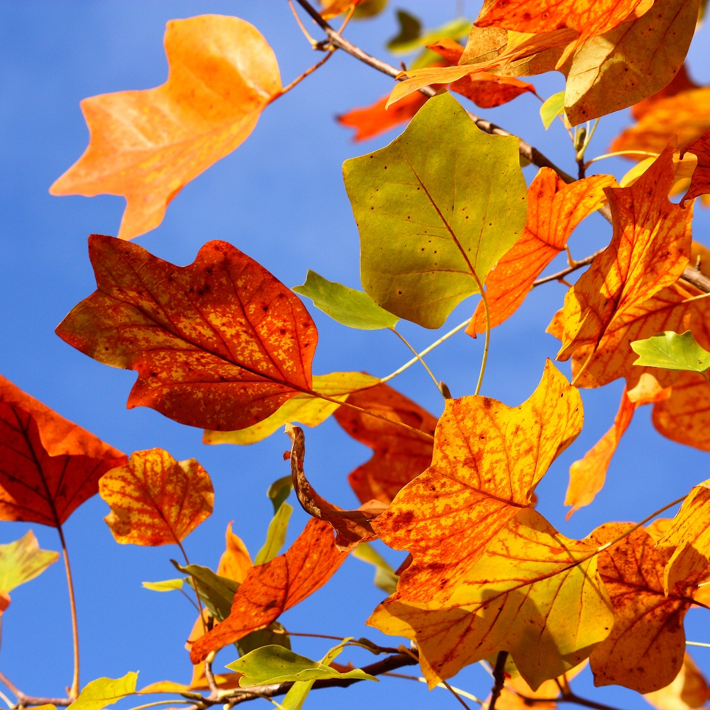 Autumn Colorful Leaves For 1024 X 1024 Ipad Resolution - Autumn Colorful Leaves Sky Background - HD Wallpaper 