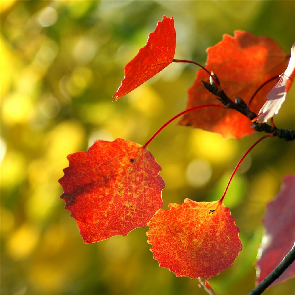Red Autumn Leaves - Осенний Заставка На Телефон - HD Wallpaper 