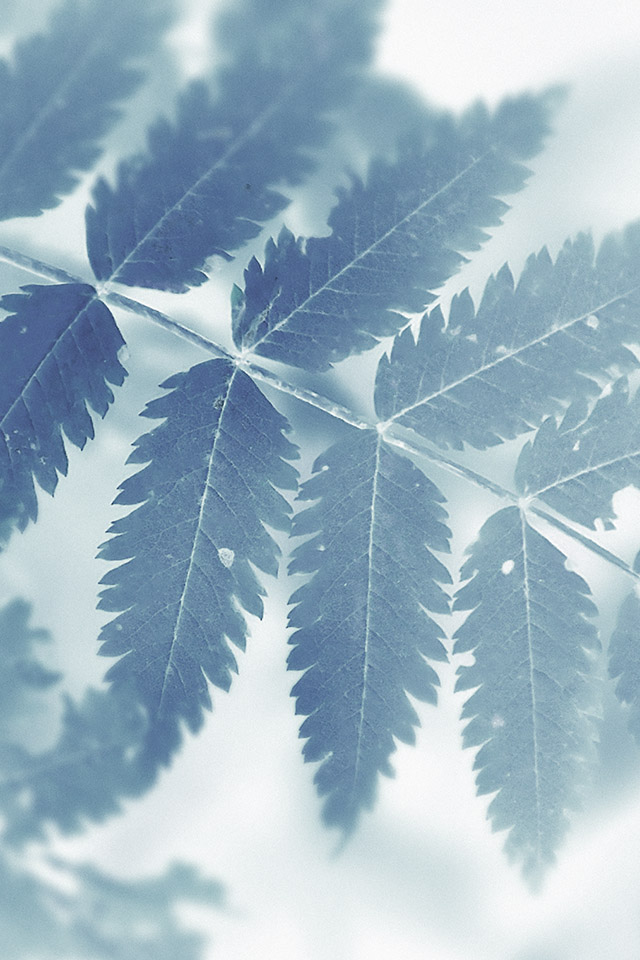 Com Apple Wallpaper Autumn-final Iphone4 - Snow - HD Wallpaper 