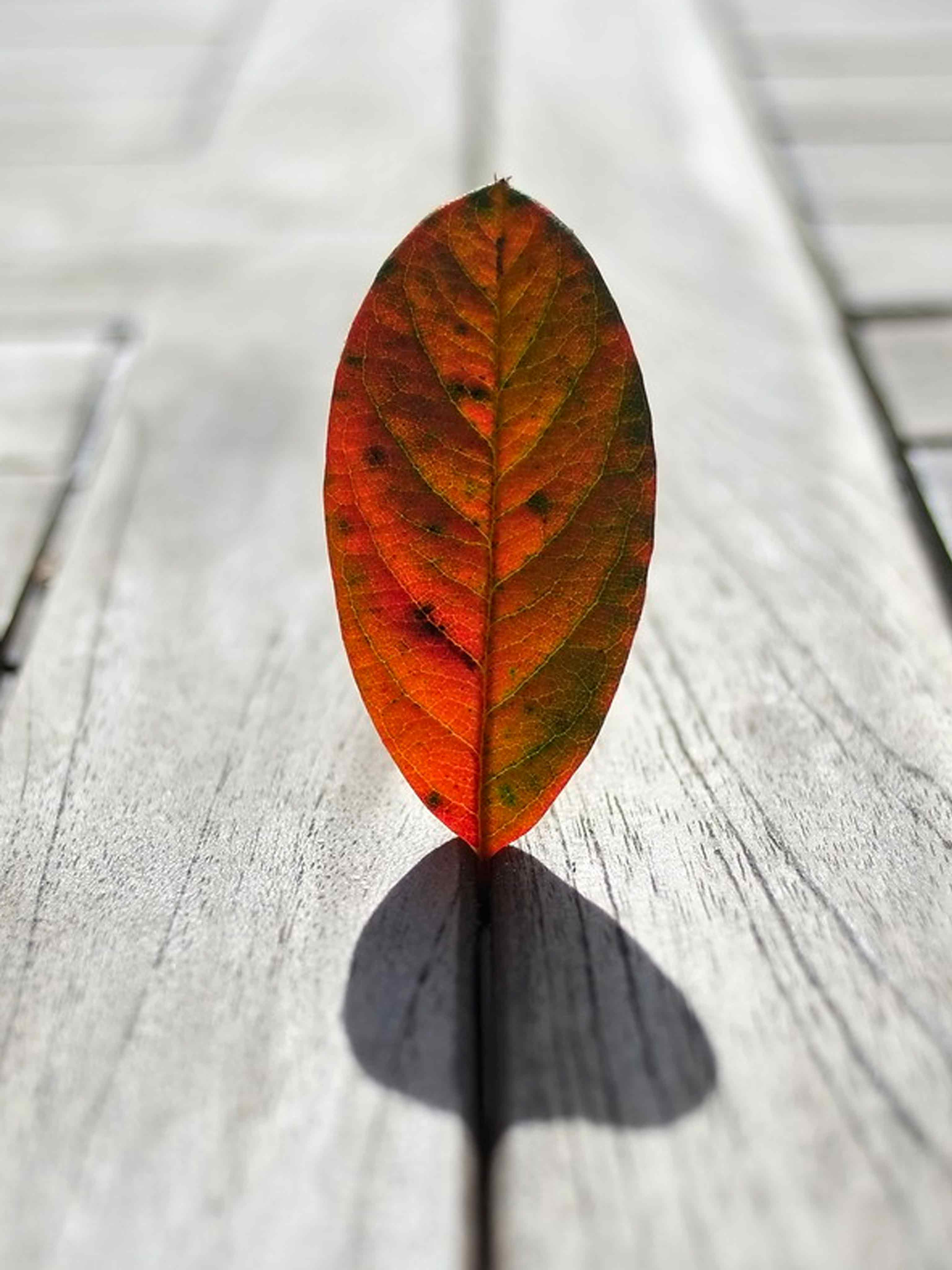 Autumn Leaves Minimalistic Photography - HD Wallpaper 