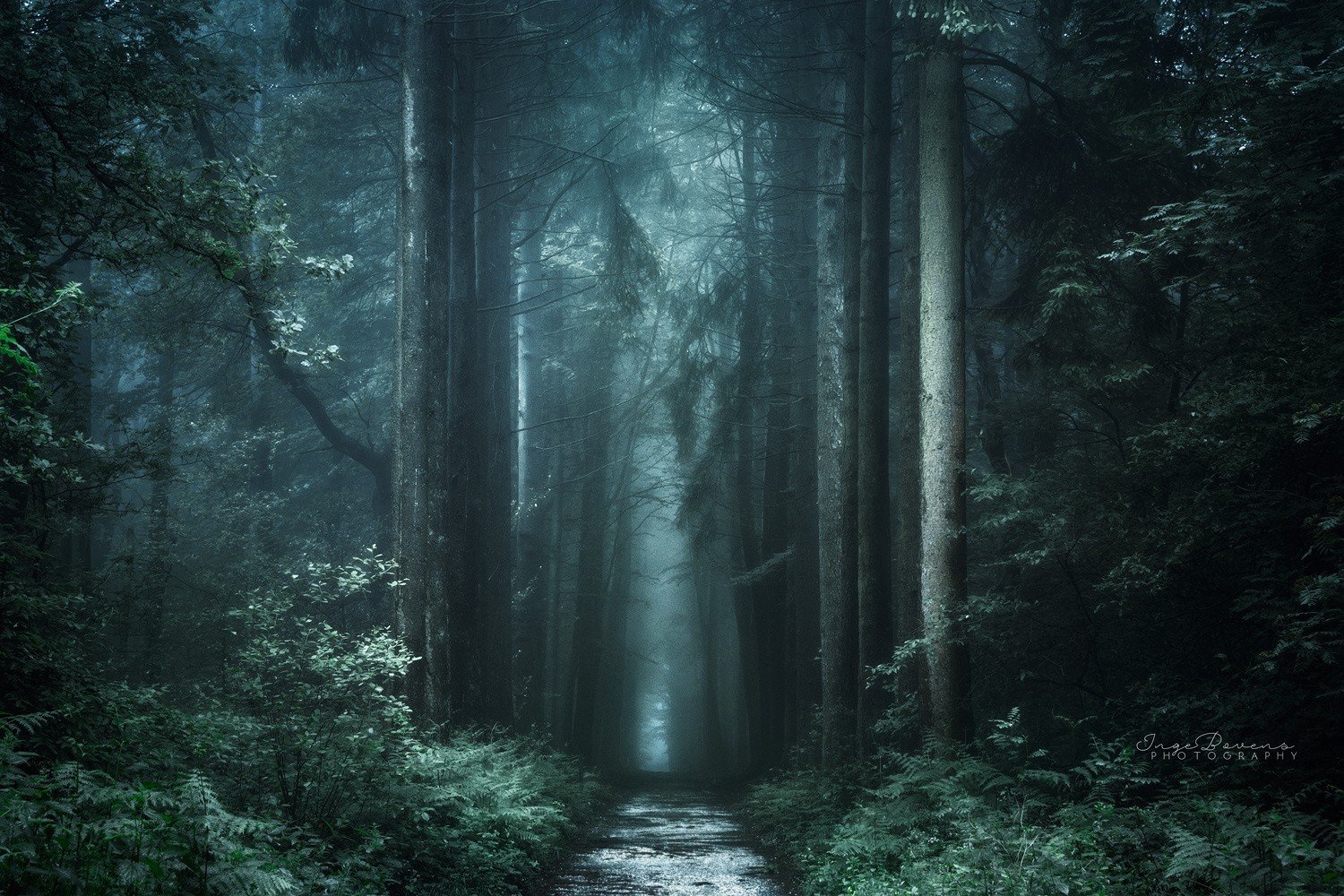 Entering A Dark Forest - HD Wallpaper 