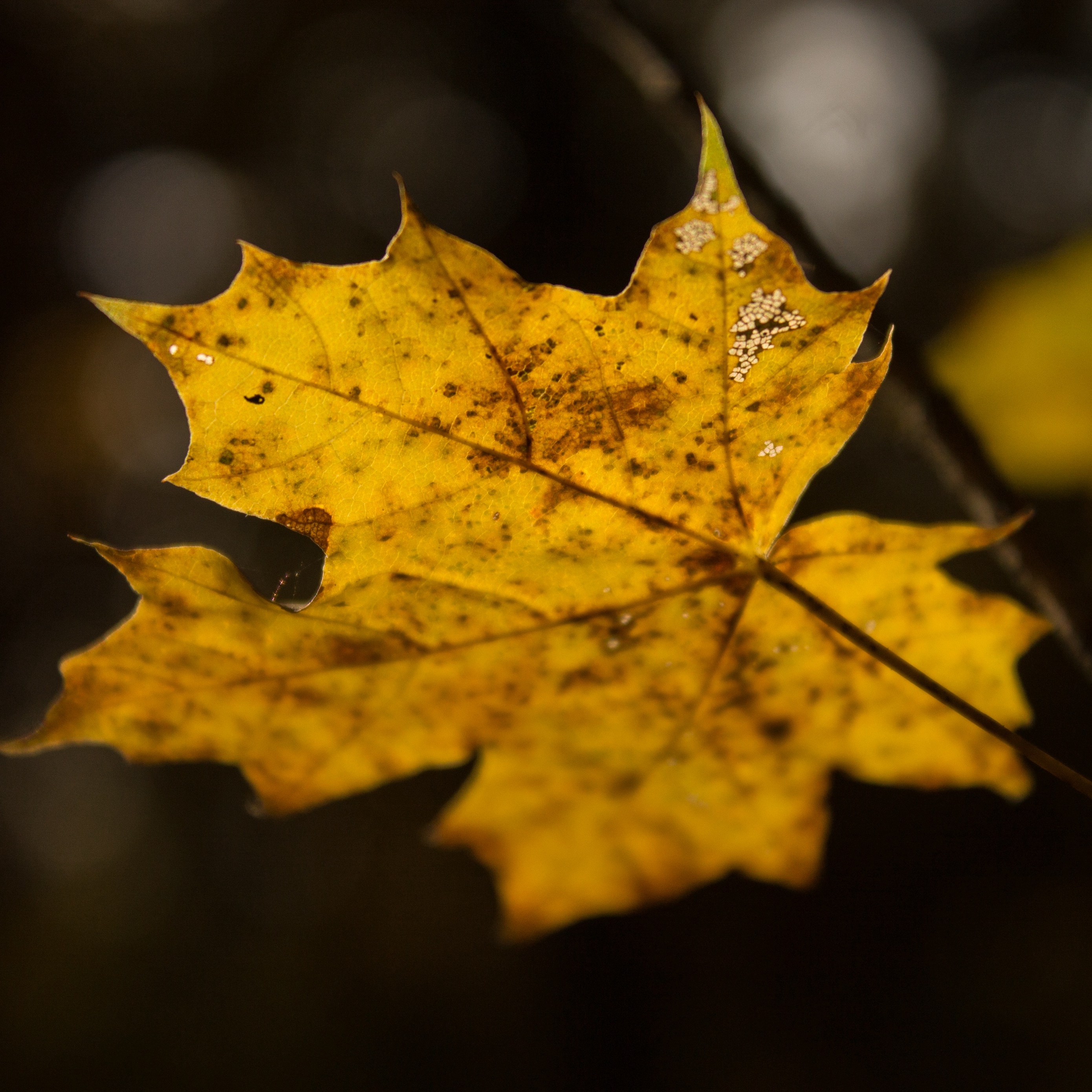 Wallpaper Leaf, Maple, Autumn - Autumn - HD Wallpaper 