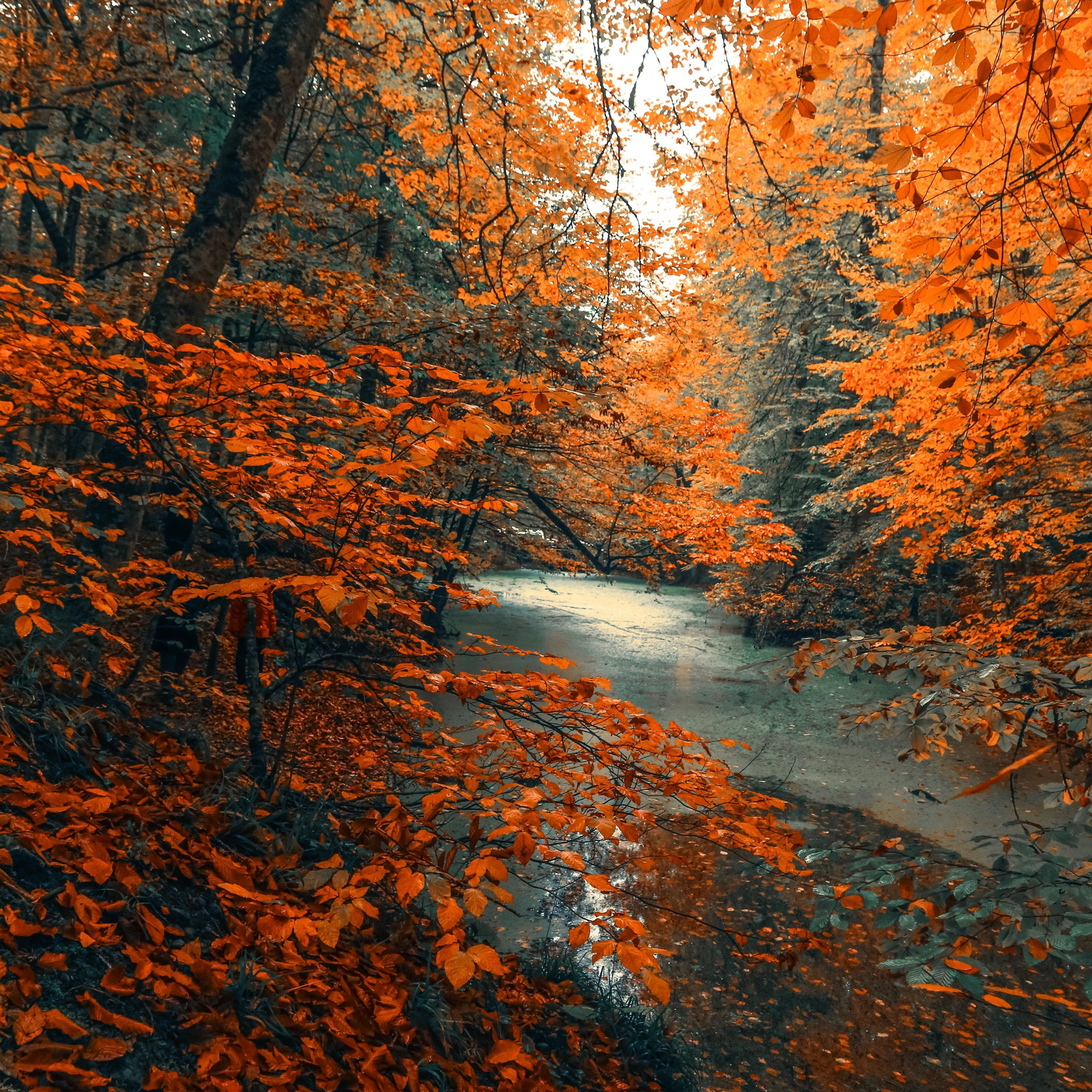 Tree, Forest, Nature, Orange Branches, Tree, Autumn, - Fall 2019 Computer Backgrounds - HD Wallpaper 