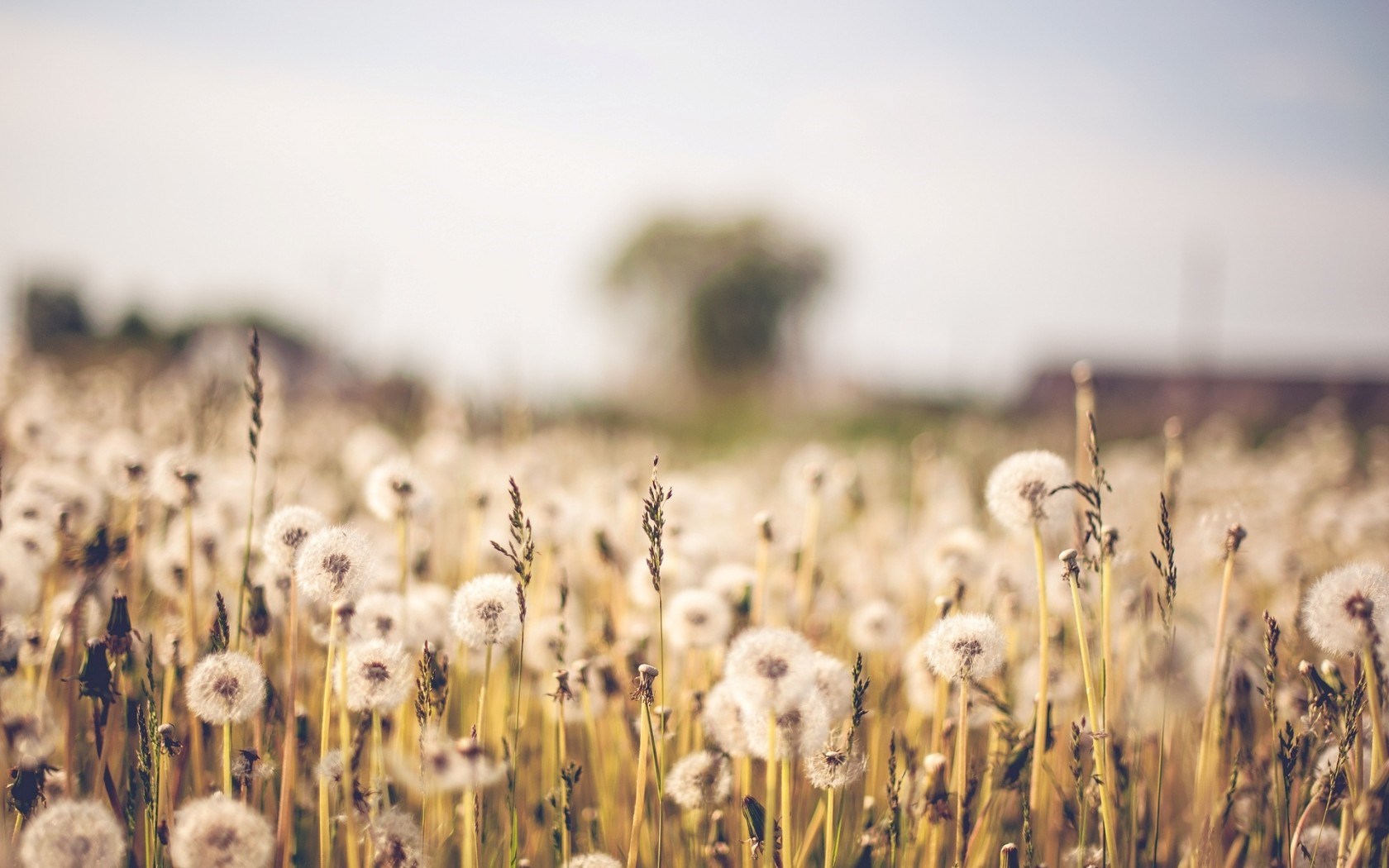 Flower Wallpaper Tumblr - HD Wallpaper 