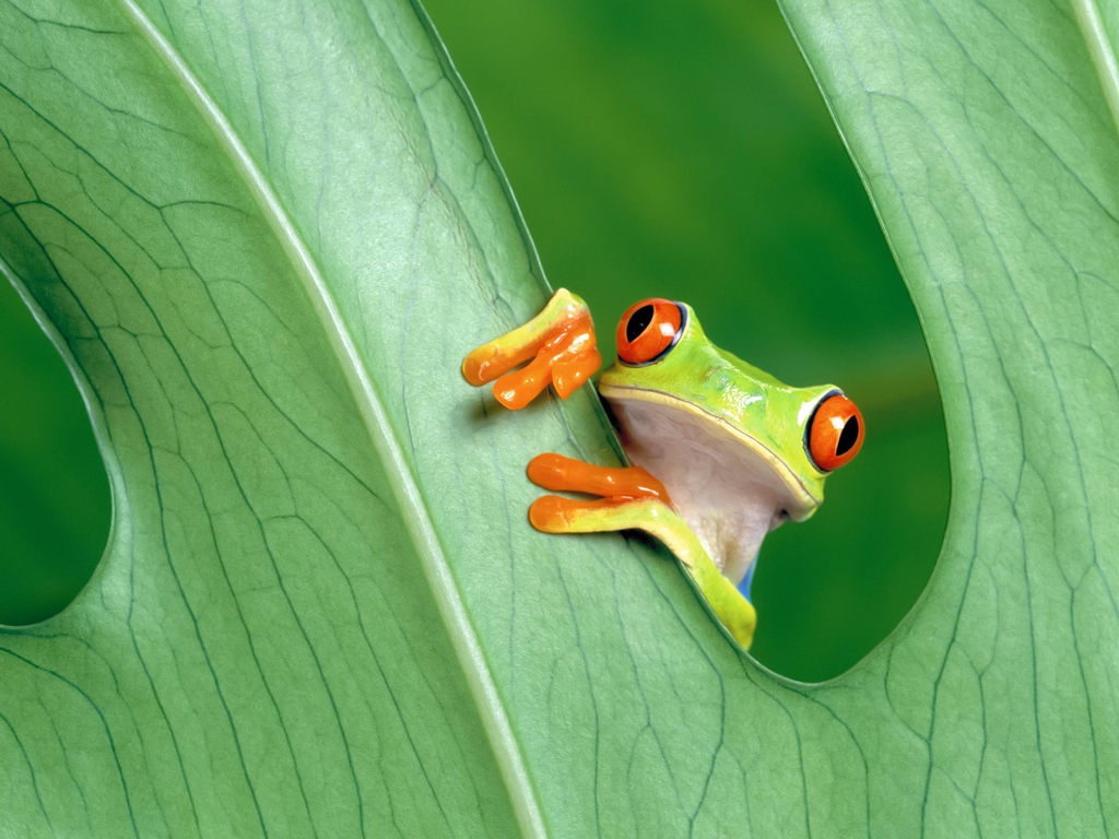 Lonely Frog - HD Wallpaper 