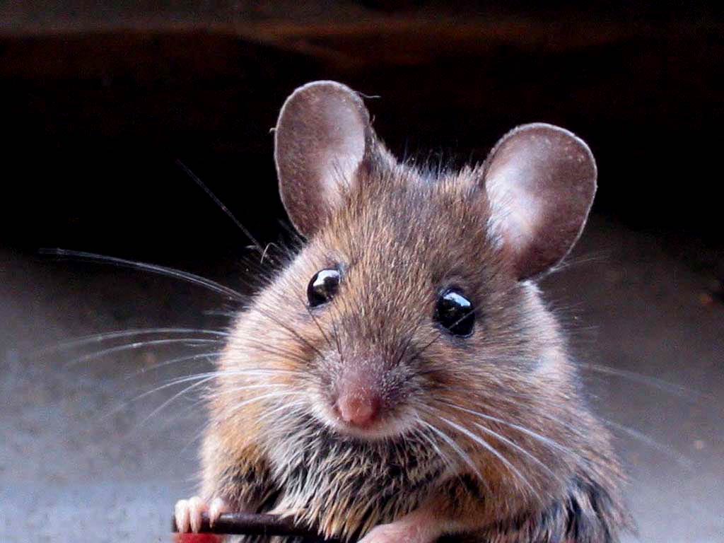Free Mouse Wallpaper Wallpapers And Background - Wall Paper Of Mouse - HD Wallpaper 