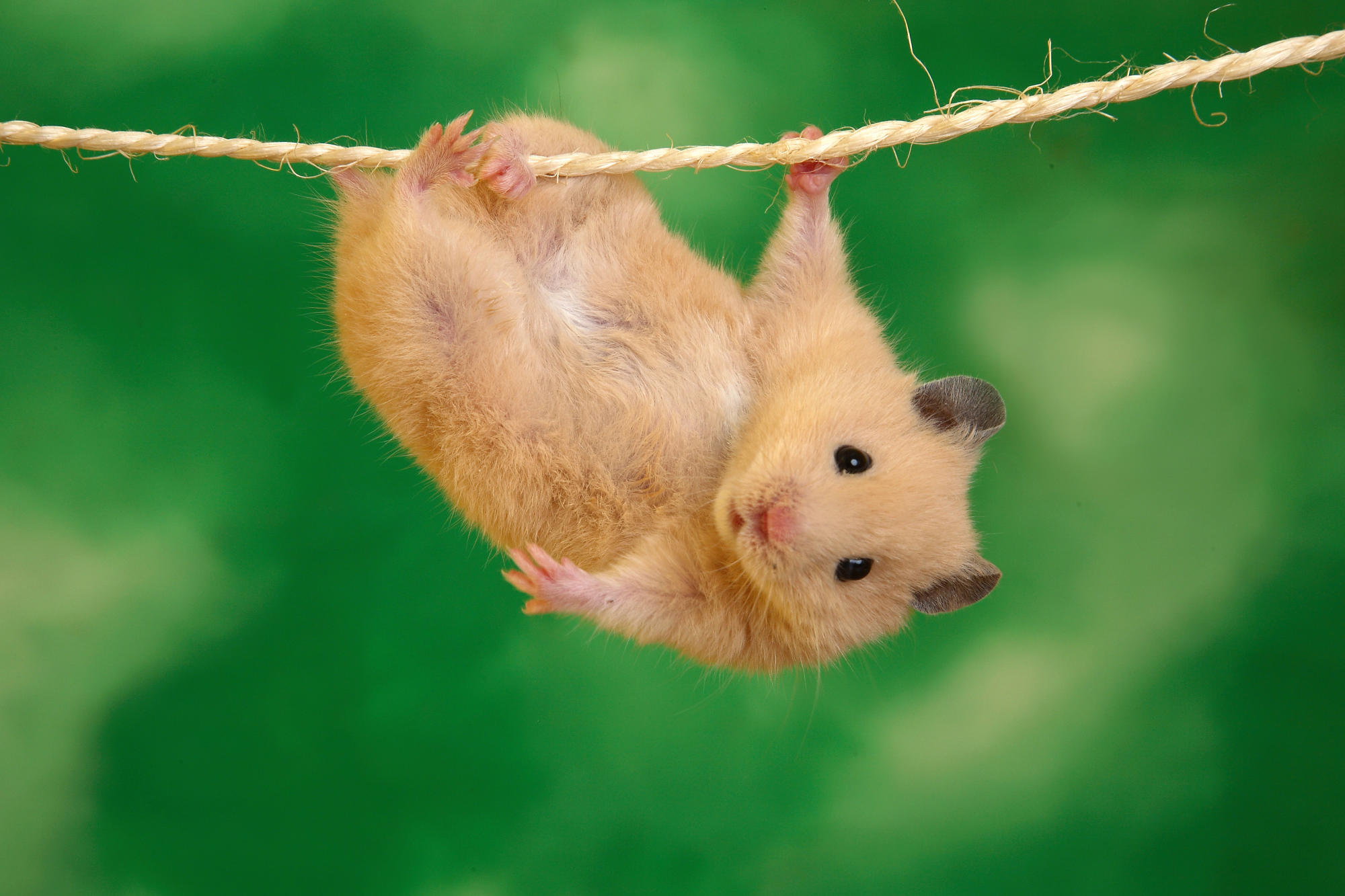 Mouse Wallpaper - Funny Hamster - HD Wallpaper 