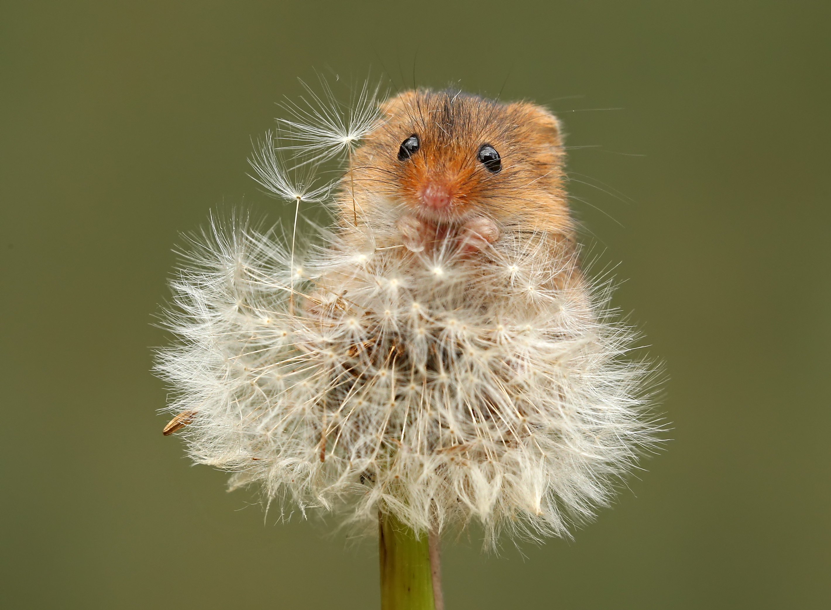 Harvest Mouse Wallpaper Harvest Mouse On A Dandelion 2840x84 Wallpaper Teahub Io
