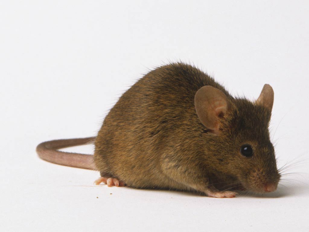 Free Mouse Wallpaper Wallpapers Download - Mouse - 1024x768 Wallpaper - Free Mouse Wallpaper Wallpapers Download - Mouse - 1024x768 Wallpaper -