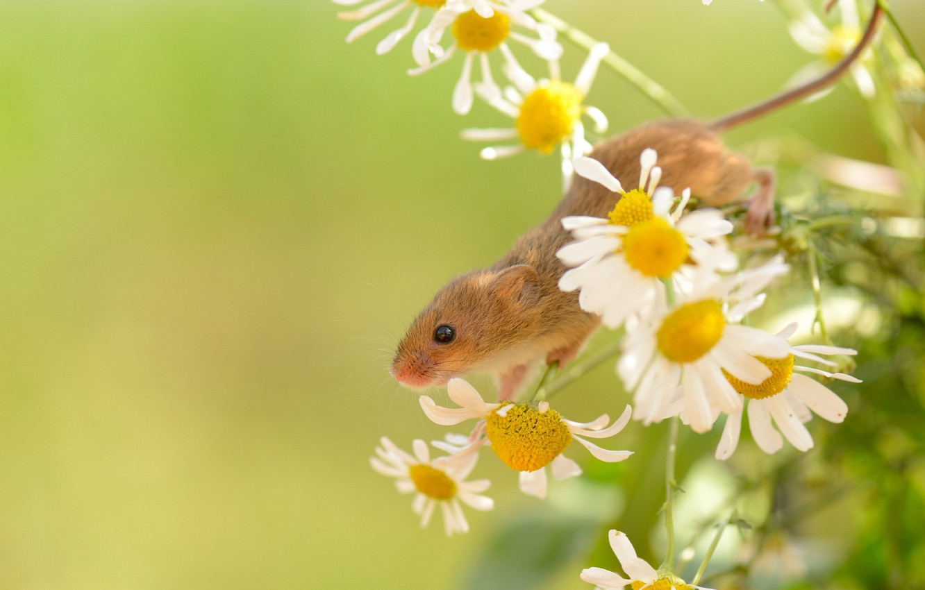 Photo Wallpaper Summer, Nature, Harvest Mouse - Harvest Mouse - HD Wallpaper 