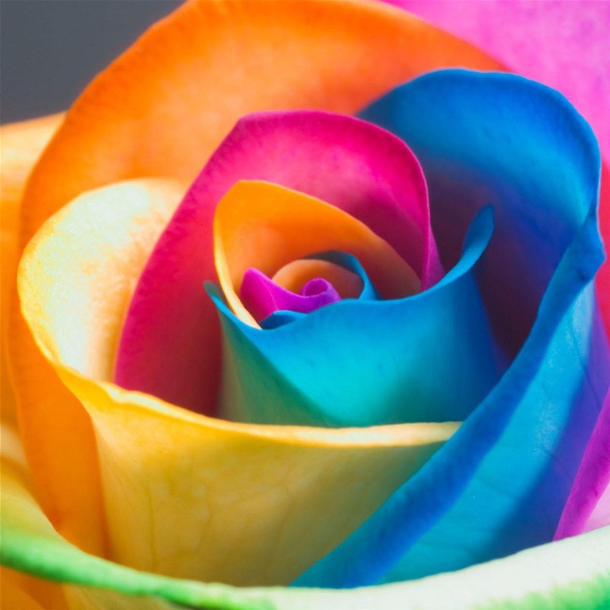 Flower Delivery For Your Ipad - Happy Roses - HD Wallpaper 