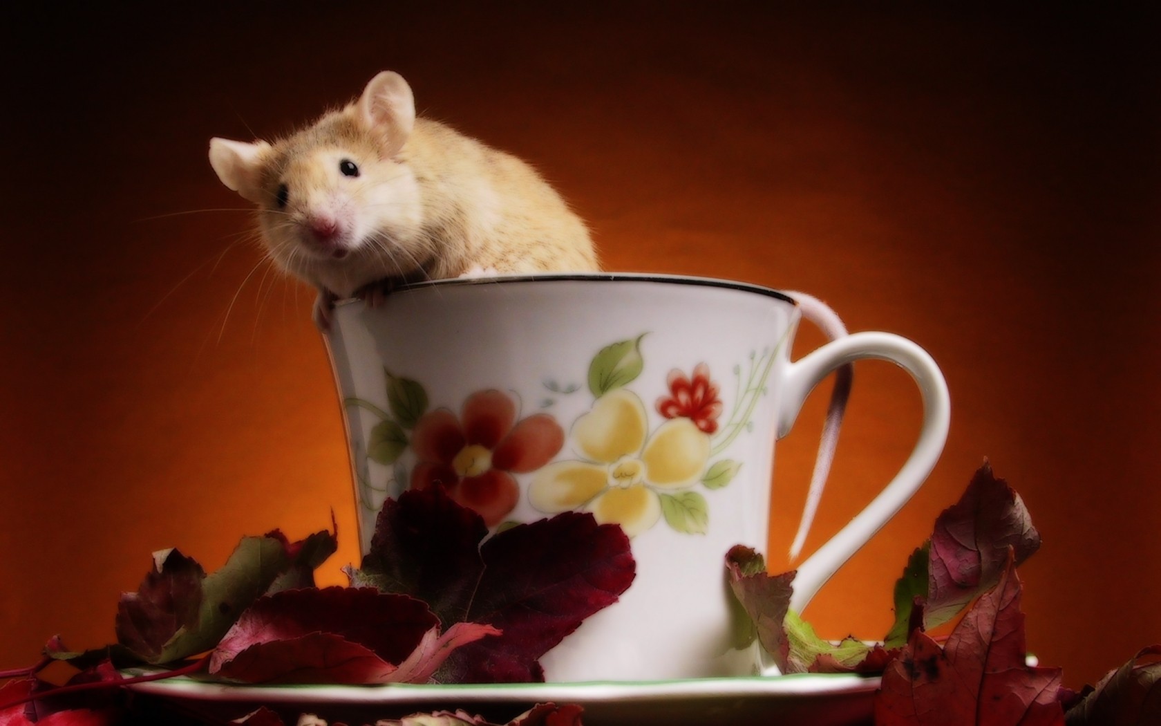 Mouse - Good Morning With Mouse - HD Wallpaper 