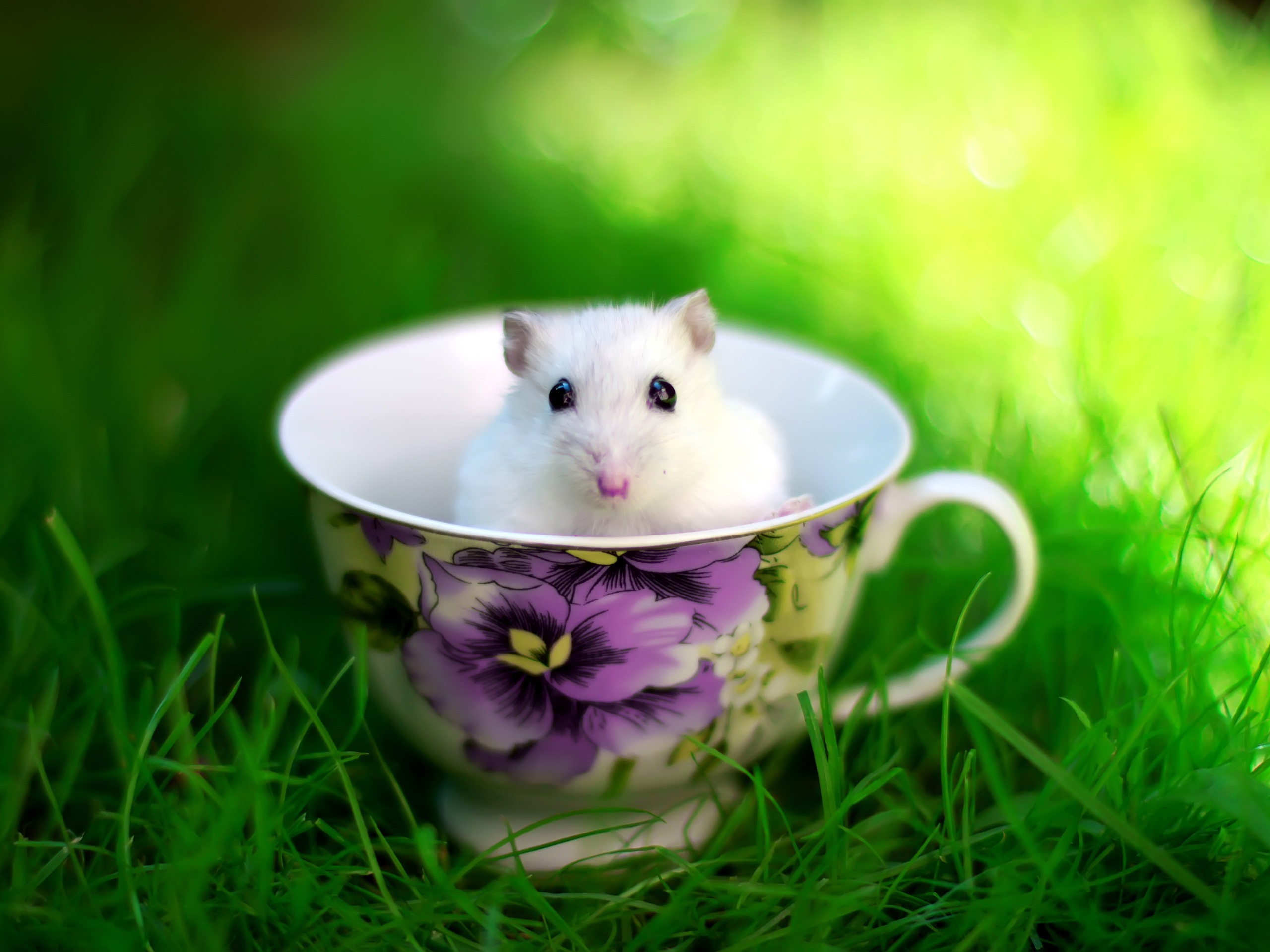 Wallpaper The Lovely Mice In The Teacup - Hamster Desktop - HD Wallpaper 