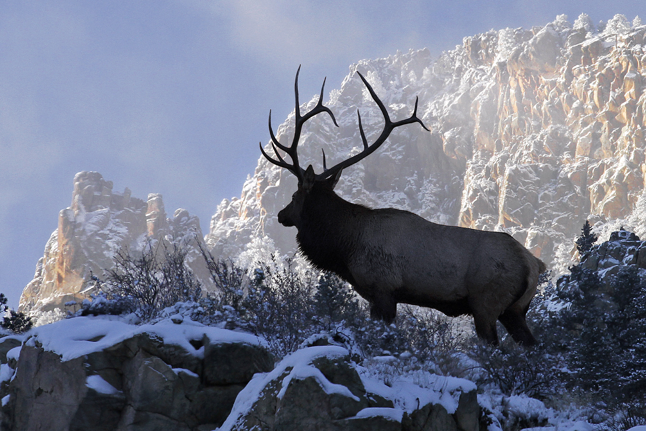 2160x1440, Cow Elk Silhouette 
 Data Id 162742 
 Data - Elk Background - HD Wallpaper 