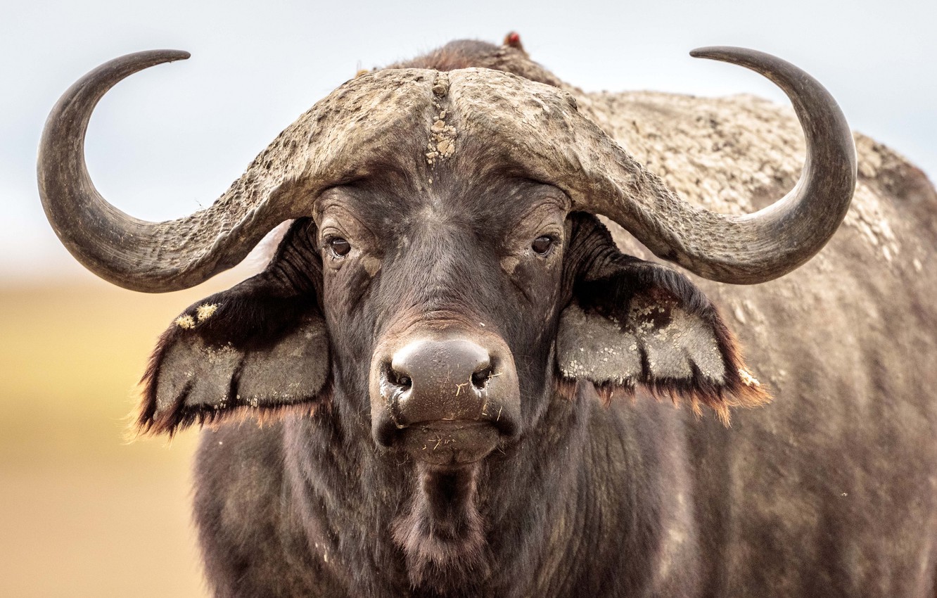 Photo Wallpaper Face, Horns, Buffalo, Buffalo, Buffalo - Buffalo Images Hd - HD Wallpaper 