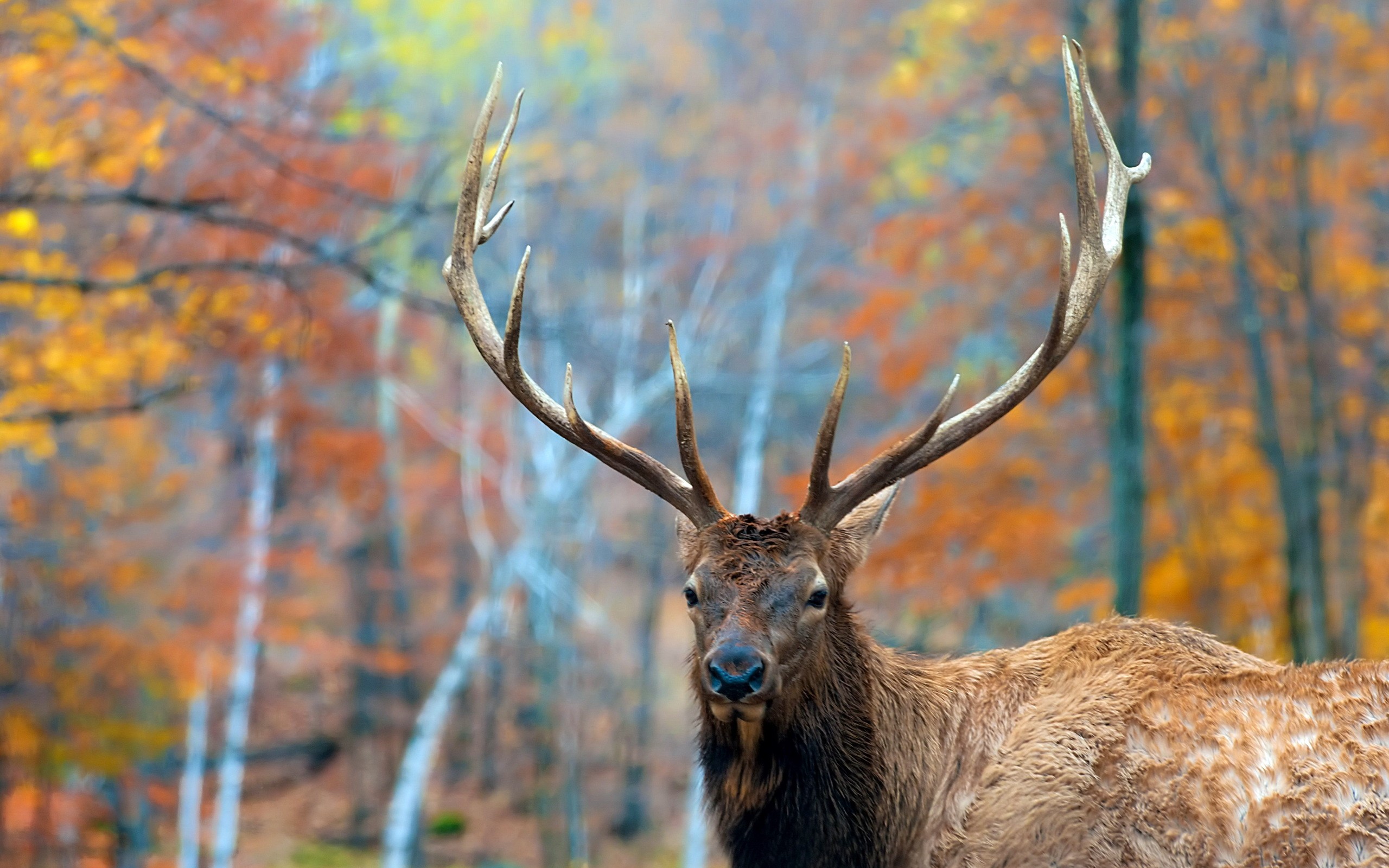 Elk Wallpaper - HD Wallpaper 