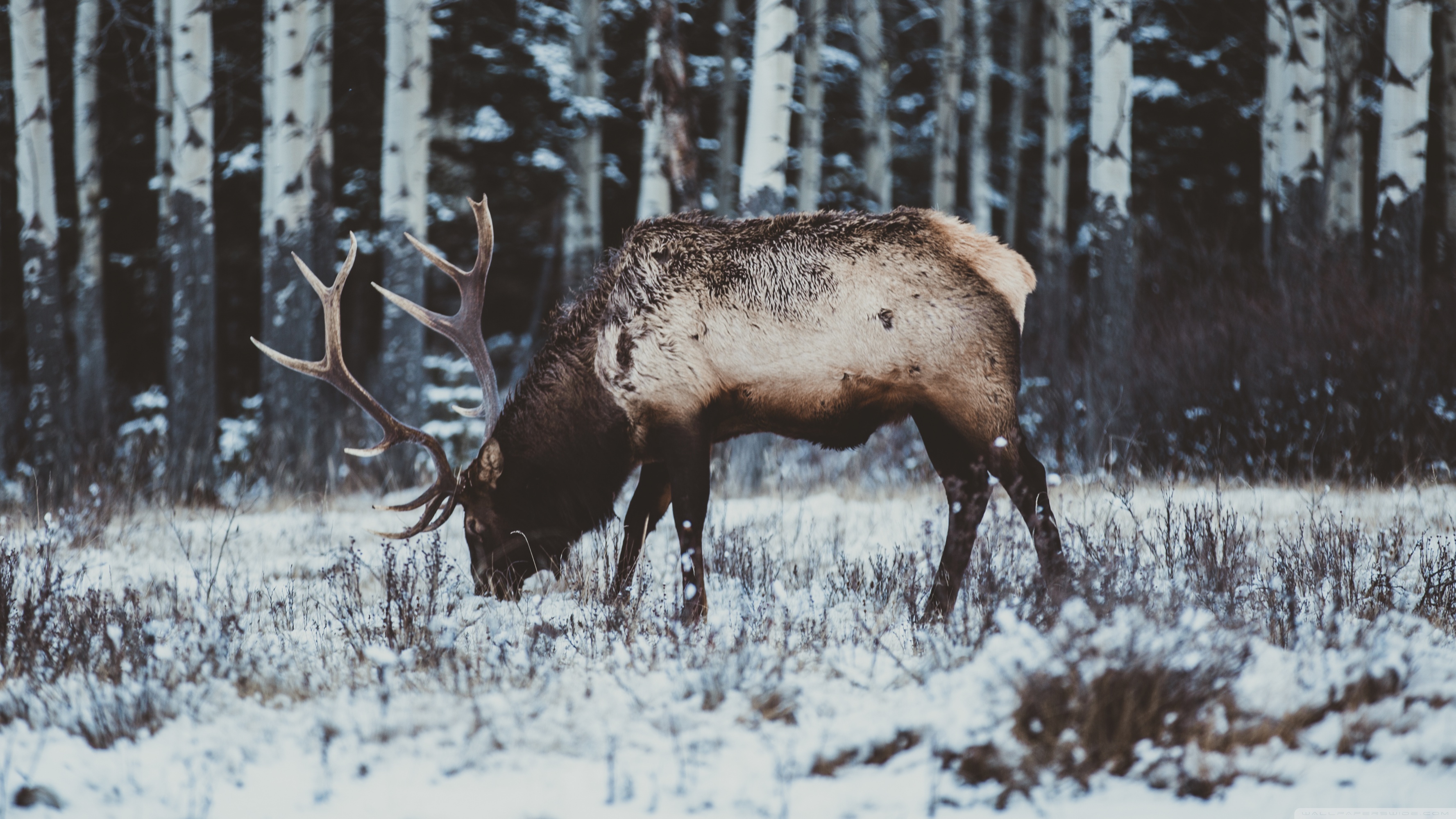 Snow Elk - HD Wallpaper 