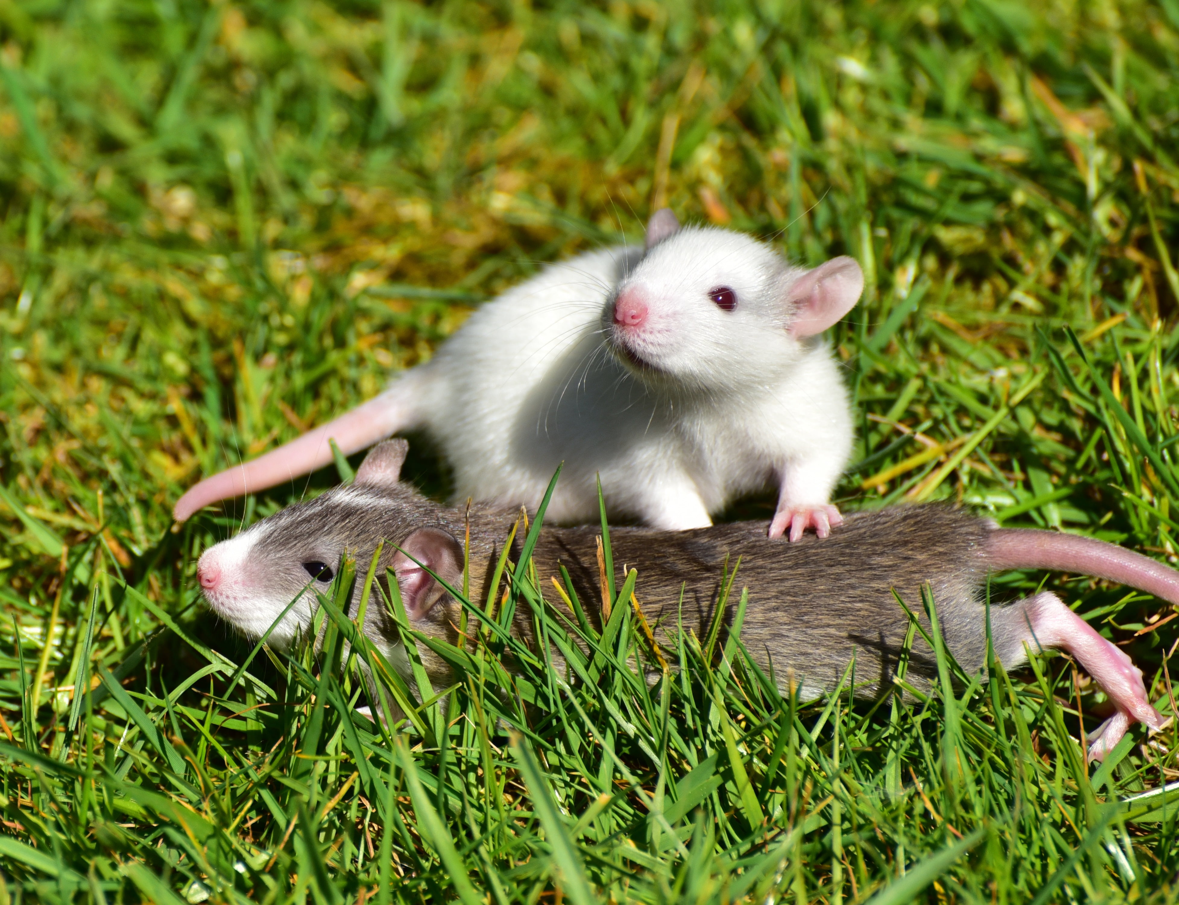Stabilizing Selection Example Animals - HD Wallpaper 