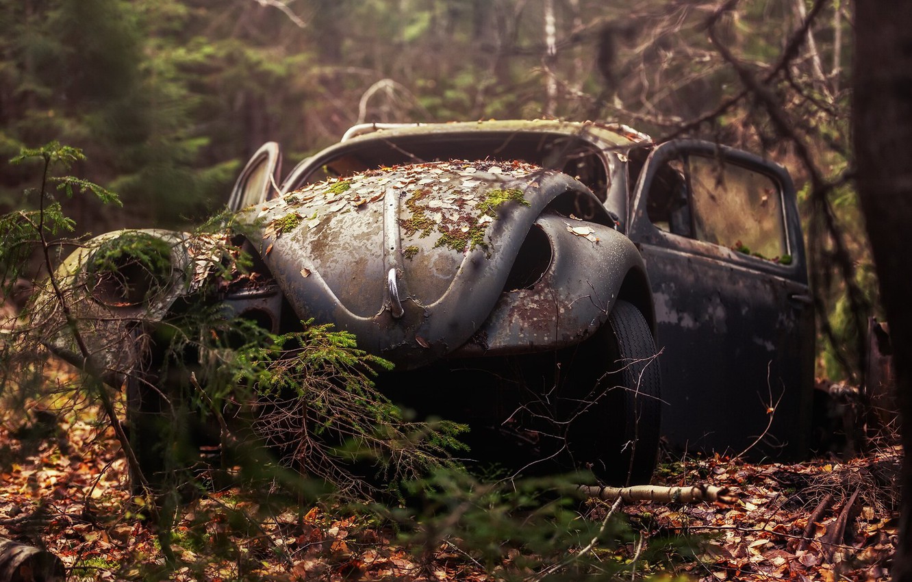 Photo Wallpaper Machine, Forest, Scrap - Scrap - HD Wallpaper 