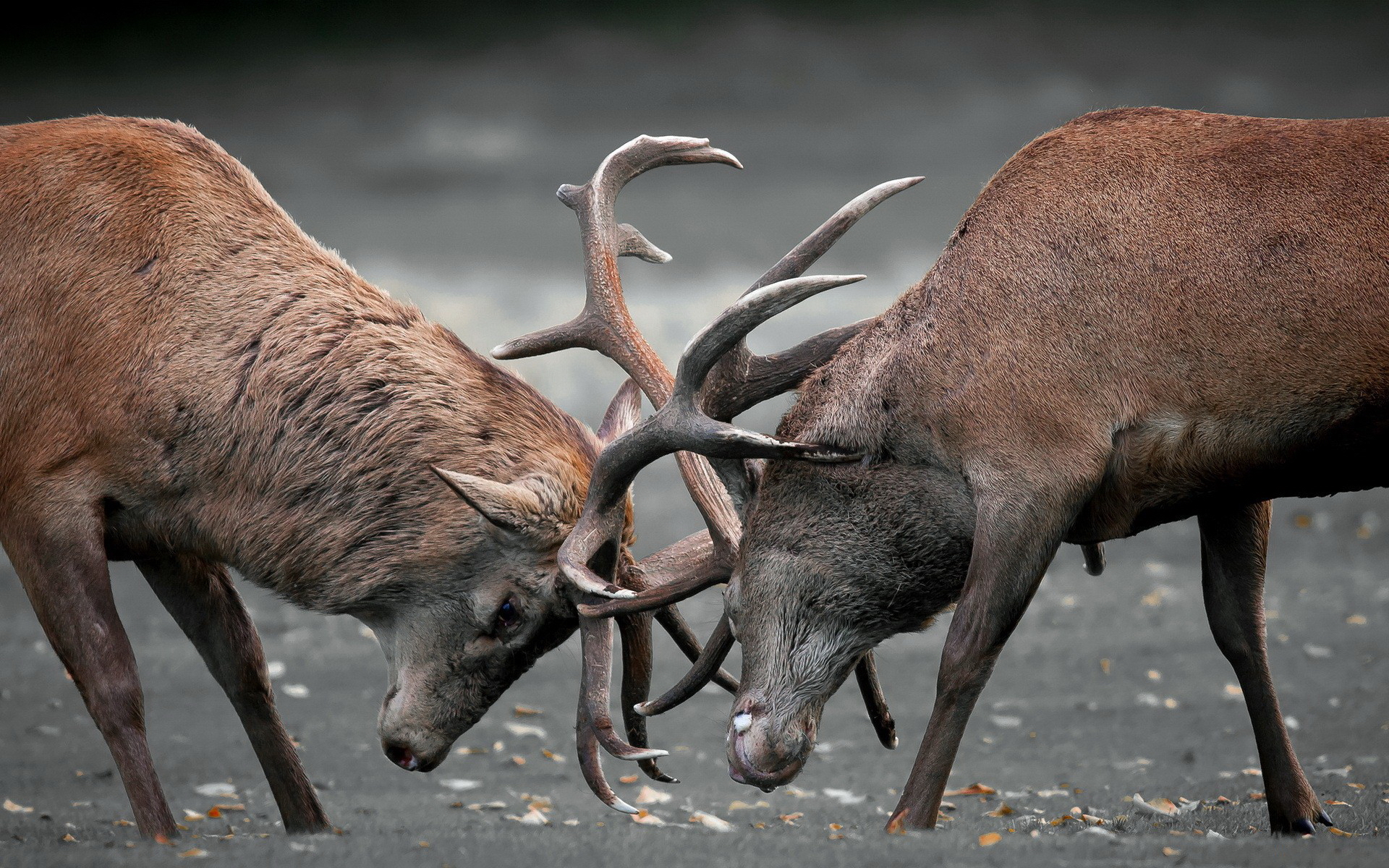 Deer Duel - HD Wallpaper 