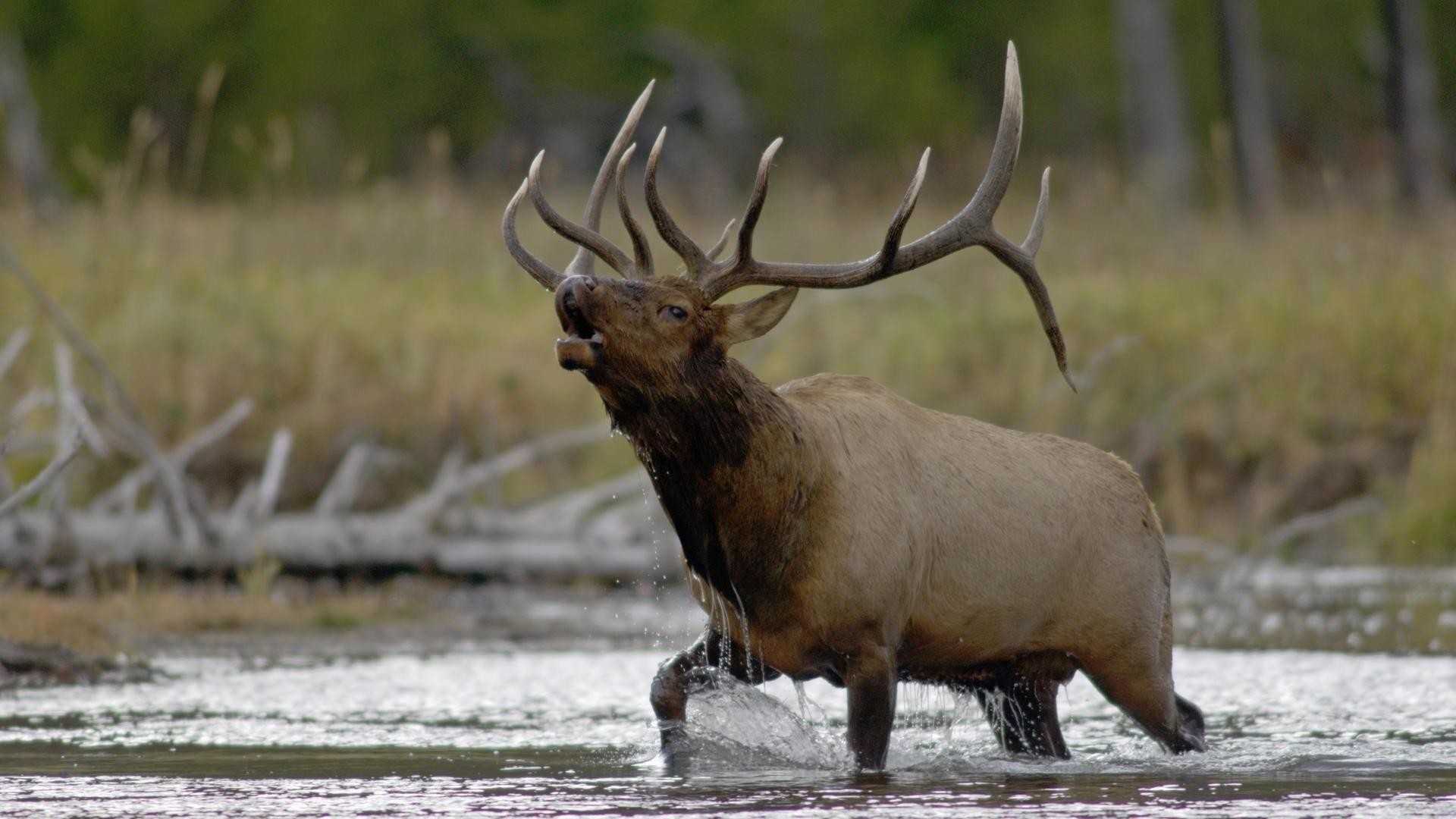 Wiki Hd Free Elk Wallpapers Pic Wpb006788 Data Src - High Resolution Elk Hd - 1920x1080 Wallpaper Wiki Hd Free Elk Wallpapers Pic Wpb006788 Data Src - High Resolution Elk Hd - 1920x1080 Wallpaper
