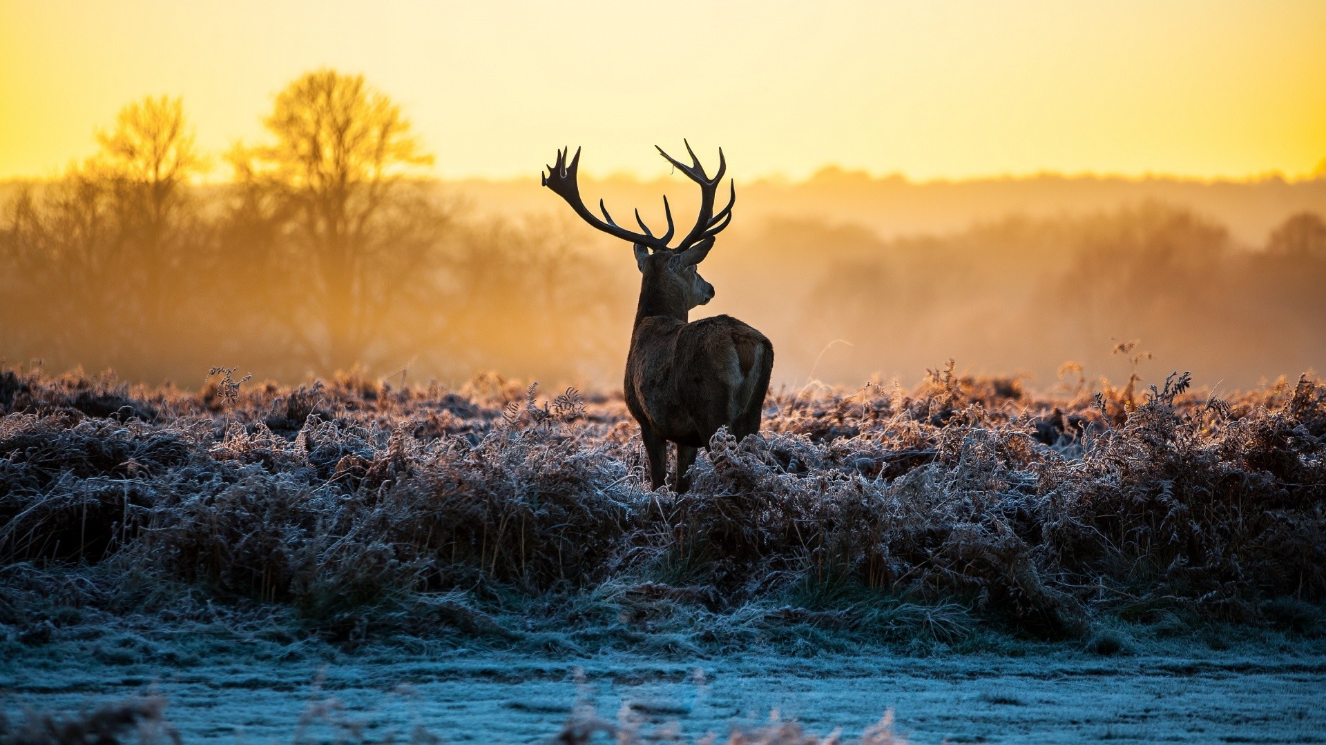 Free Deer Wallpapers Wallpaper - Deer Wallpaper Hd - 1920x1080 Wallpaper - Free Deer Wallpapers Wallpaper - Deer Wallpaper Hd - 1920x1080 Wallpaper -