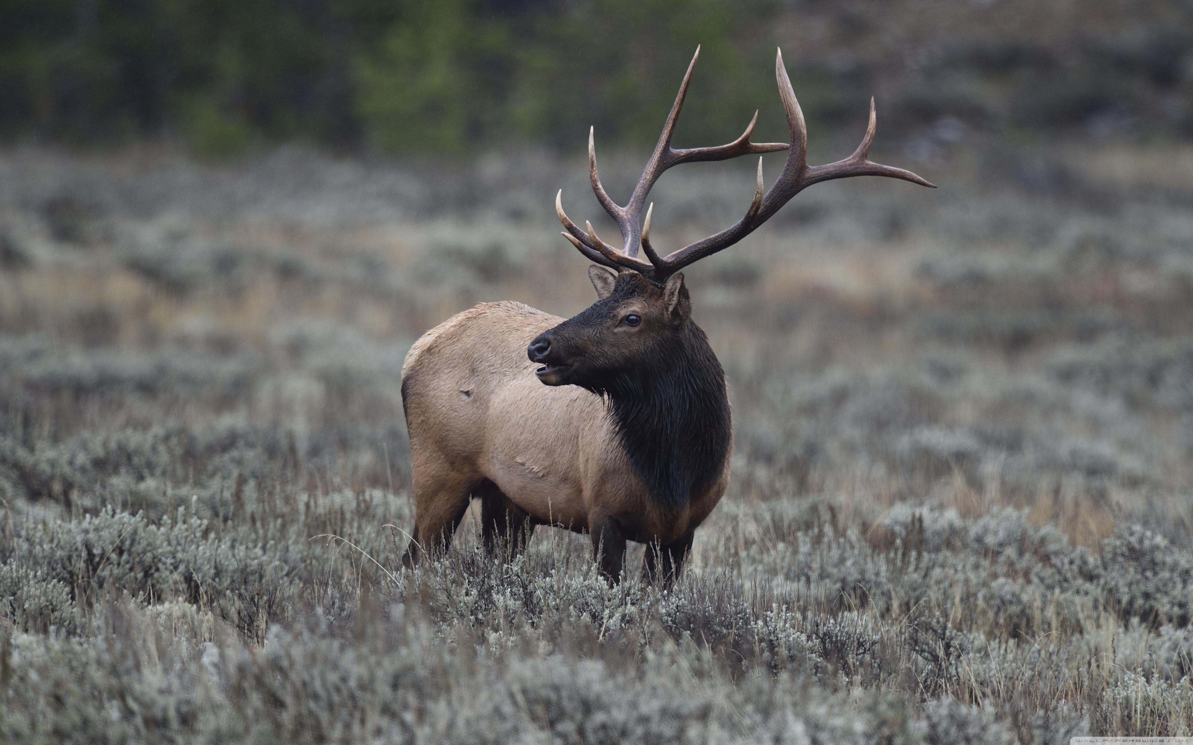 2k Wallpapers Elk - 3840x2400 Wallpaper 2k Wallpapers Elk - 3840x2400 Wallpaper
