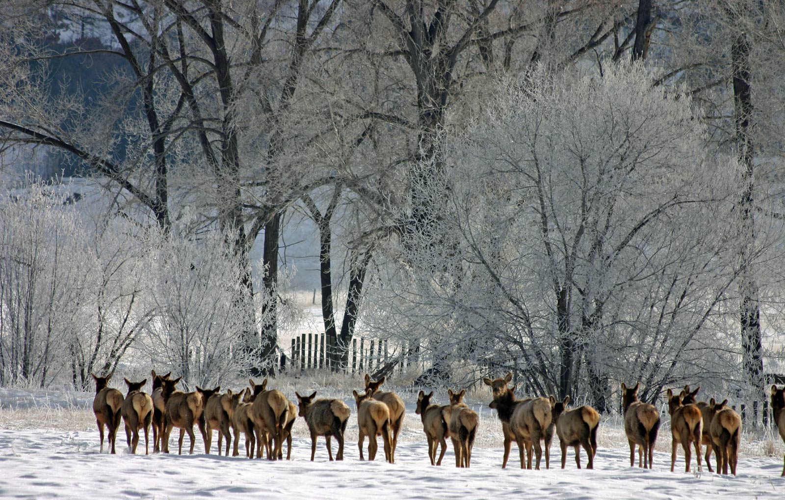 Free Elk Wallpaper Wallpapers Download - Elk Herd - HD Wallpaper 