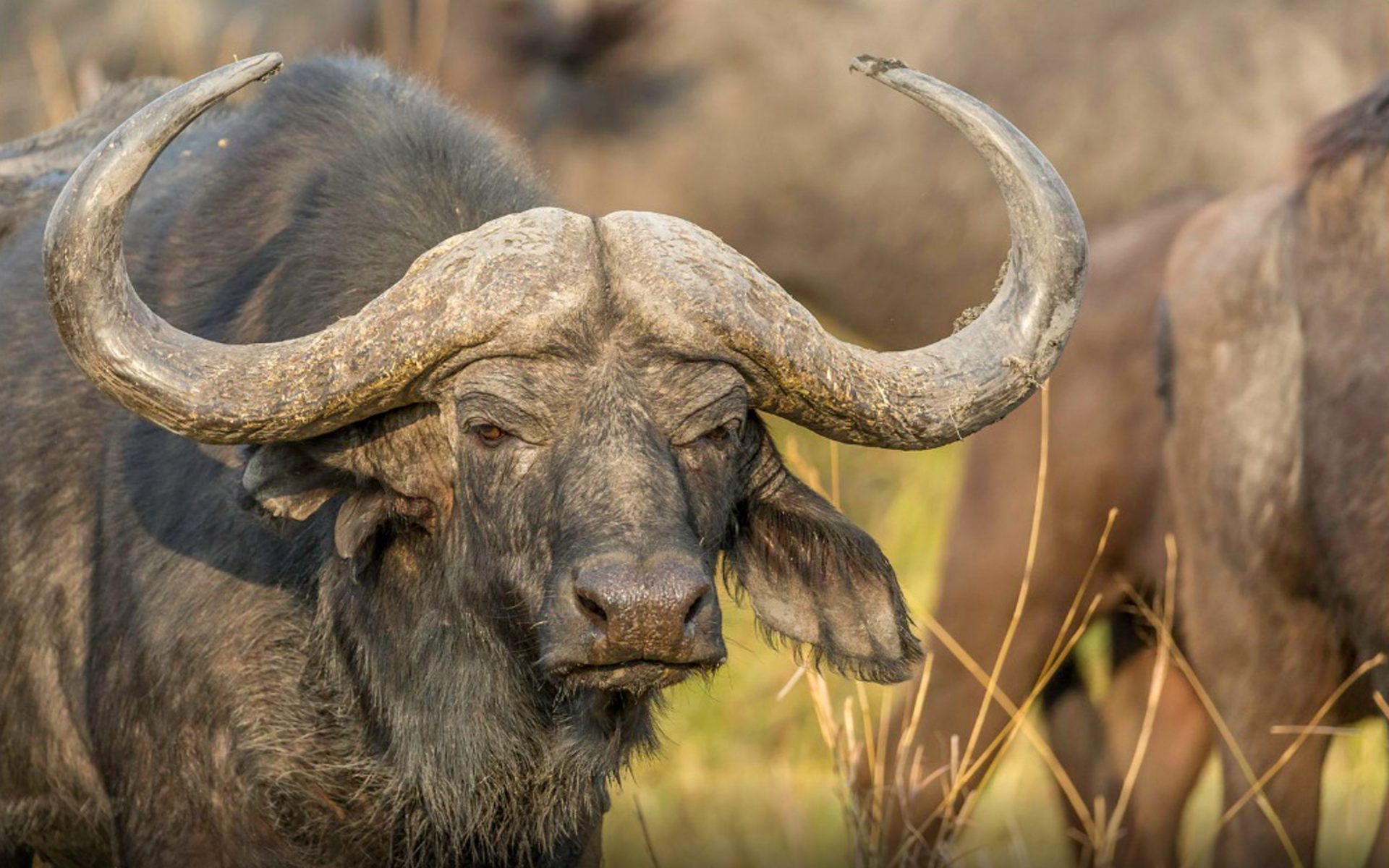African Buffalo Hd - HD Wallpaper 