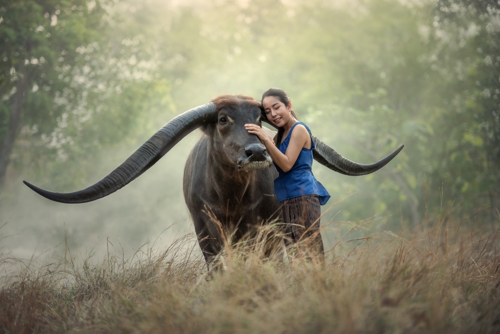 Buffalo, Loving, Girl, Grass, Big Horns, Thailand - Thai Buffalo - HD Wallpaper 