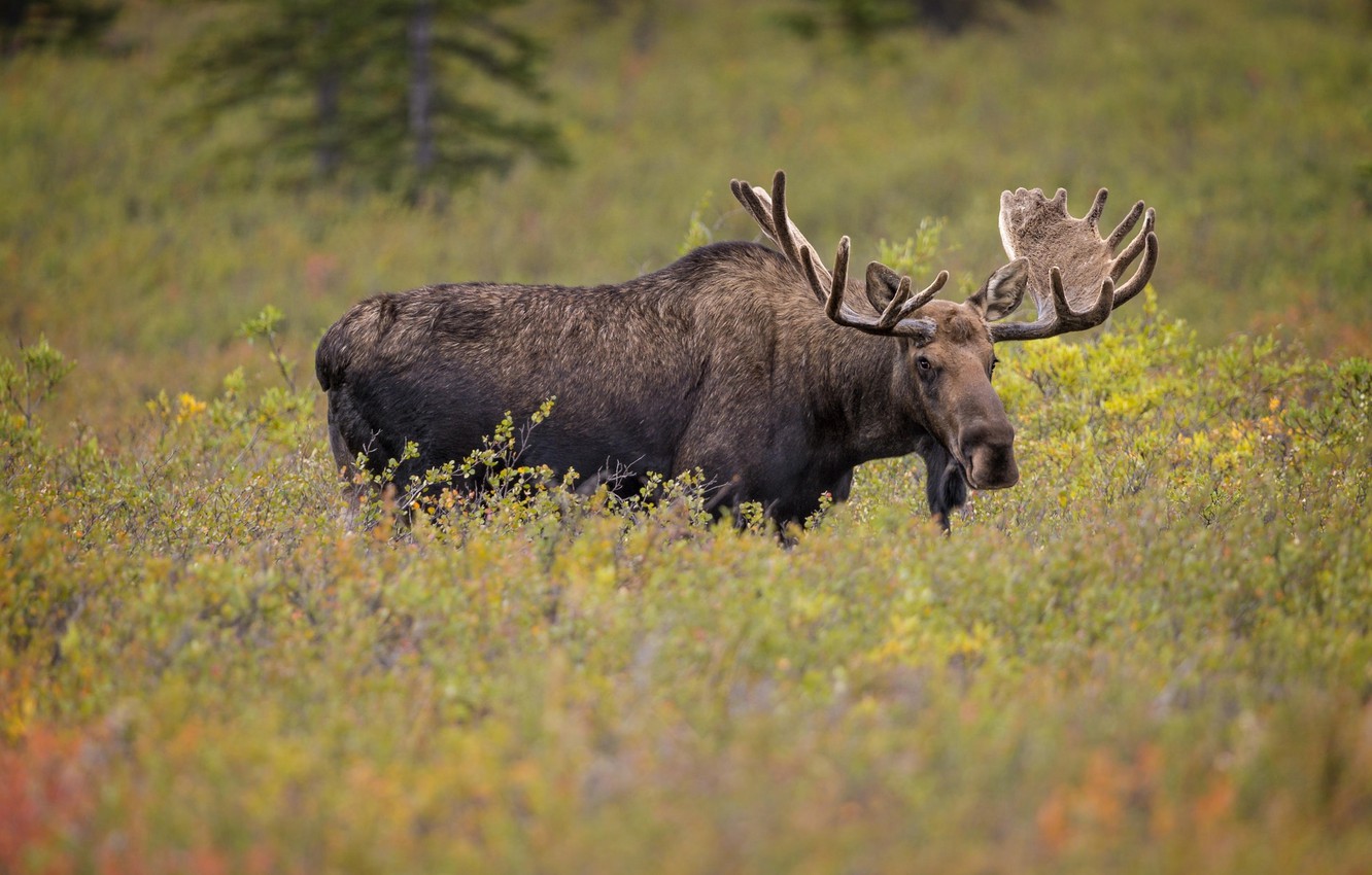 Photo Wallpaper Horns, Moose, Elk - Moose - HD Wallpaper 