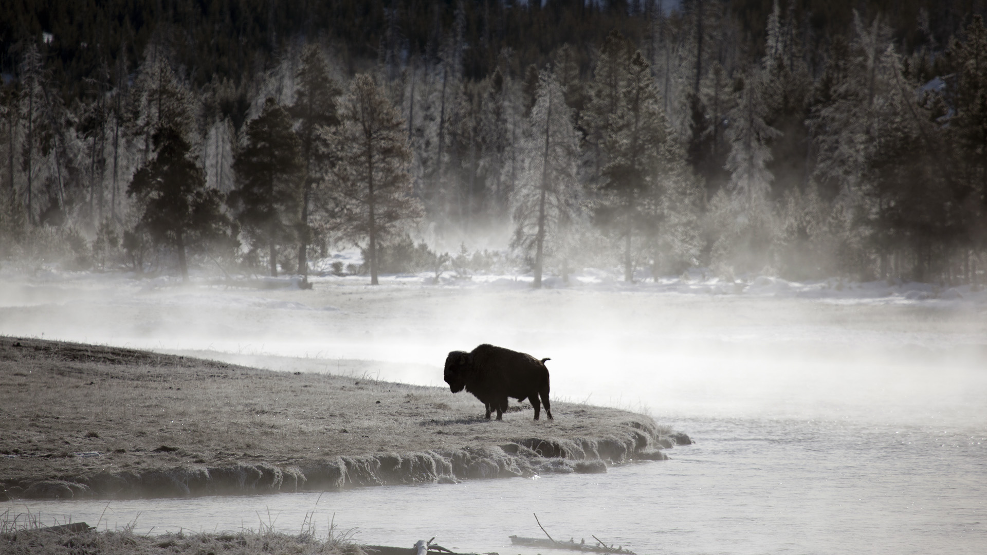 Buffalo Background Full Hd - Bison Wallpaper Hd - HD Wallpaper 
