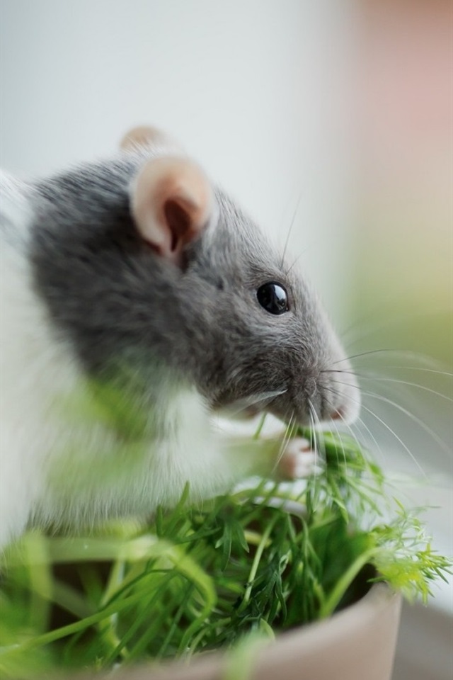 Fond Ecran Rat - HD Wallpaper 