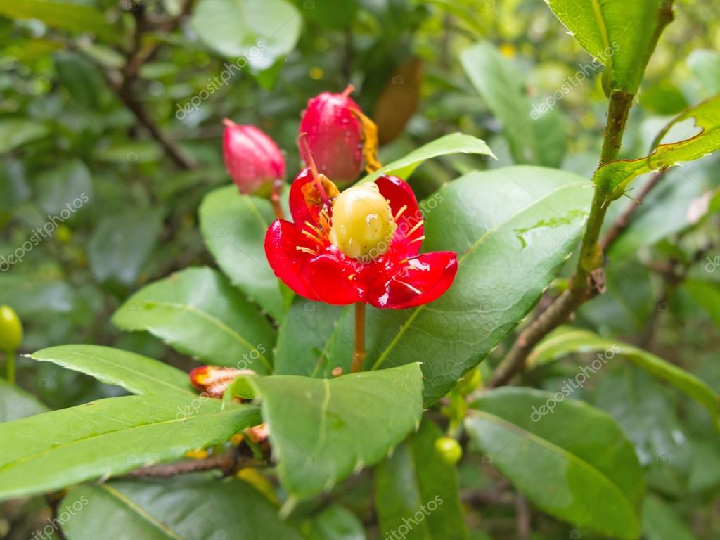 花 Ochna - HD Wallpaper 