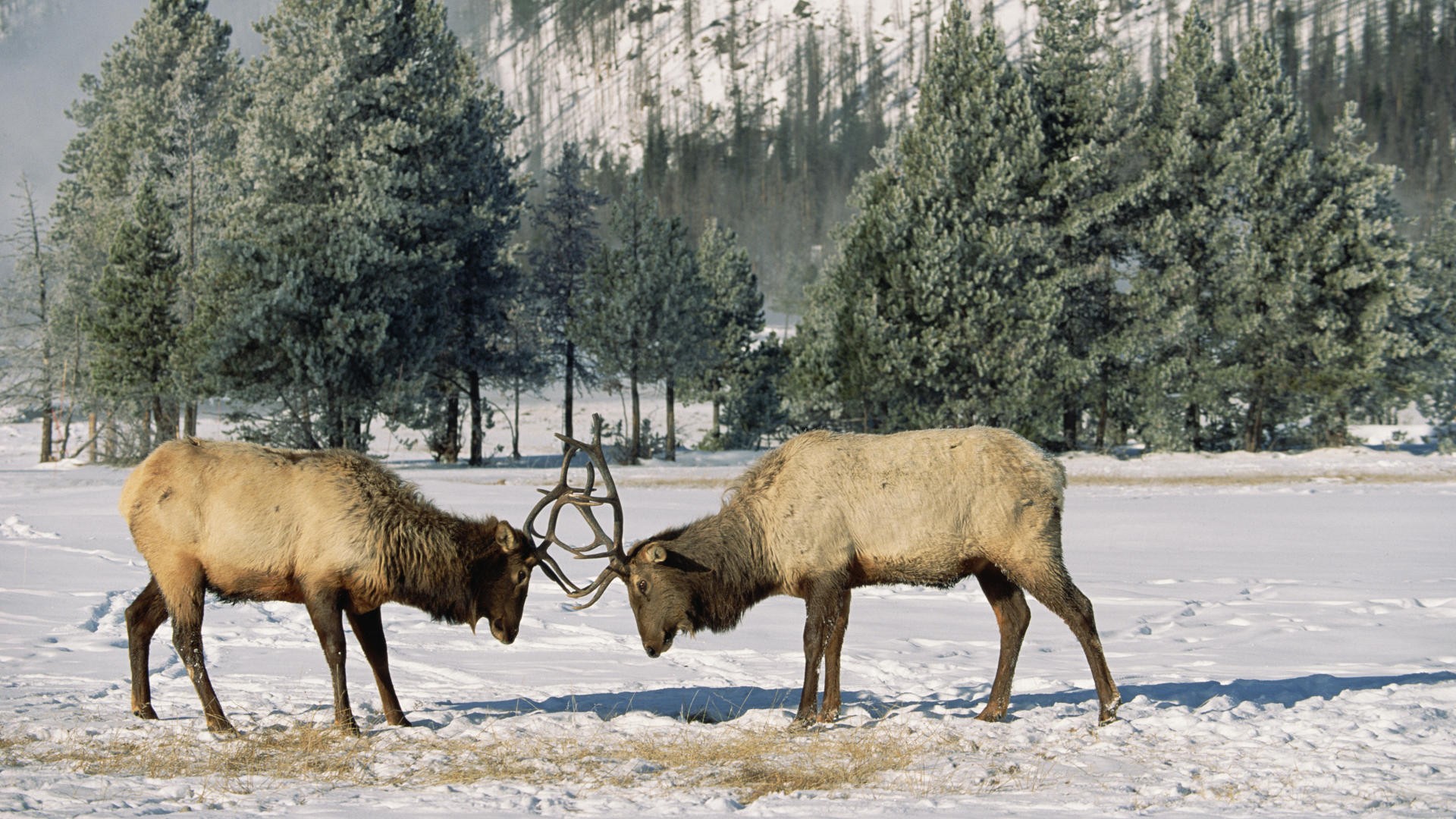 1920 X 1080 Elk - HD Wallpaper 