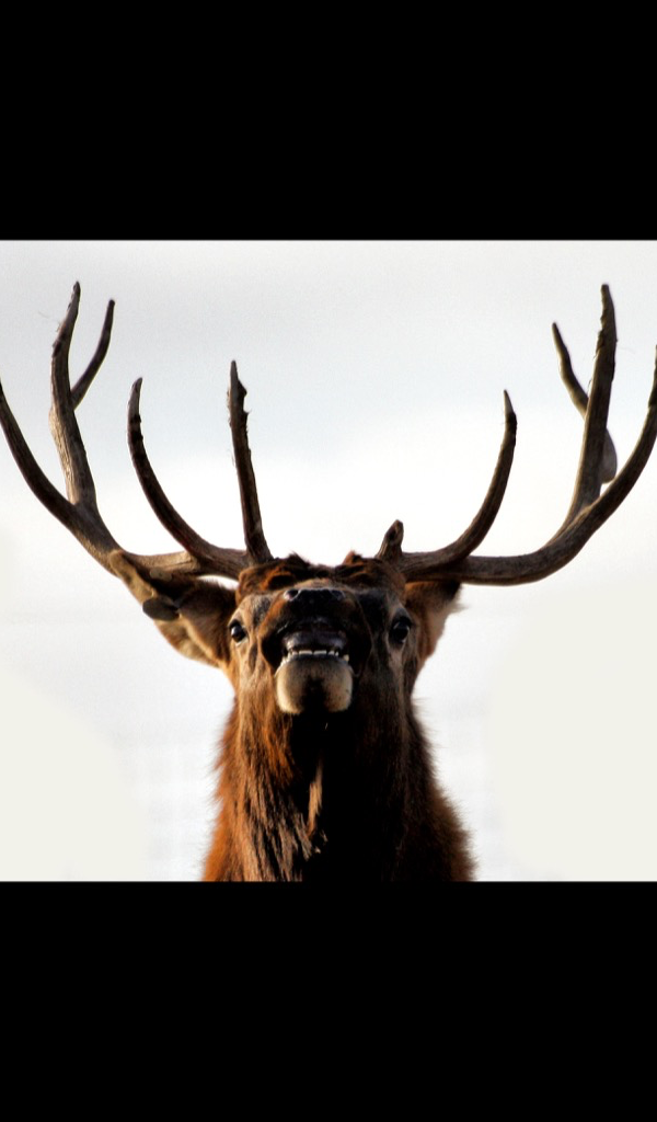 Antler - HD Wallpaper 