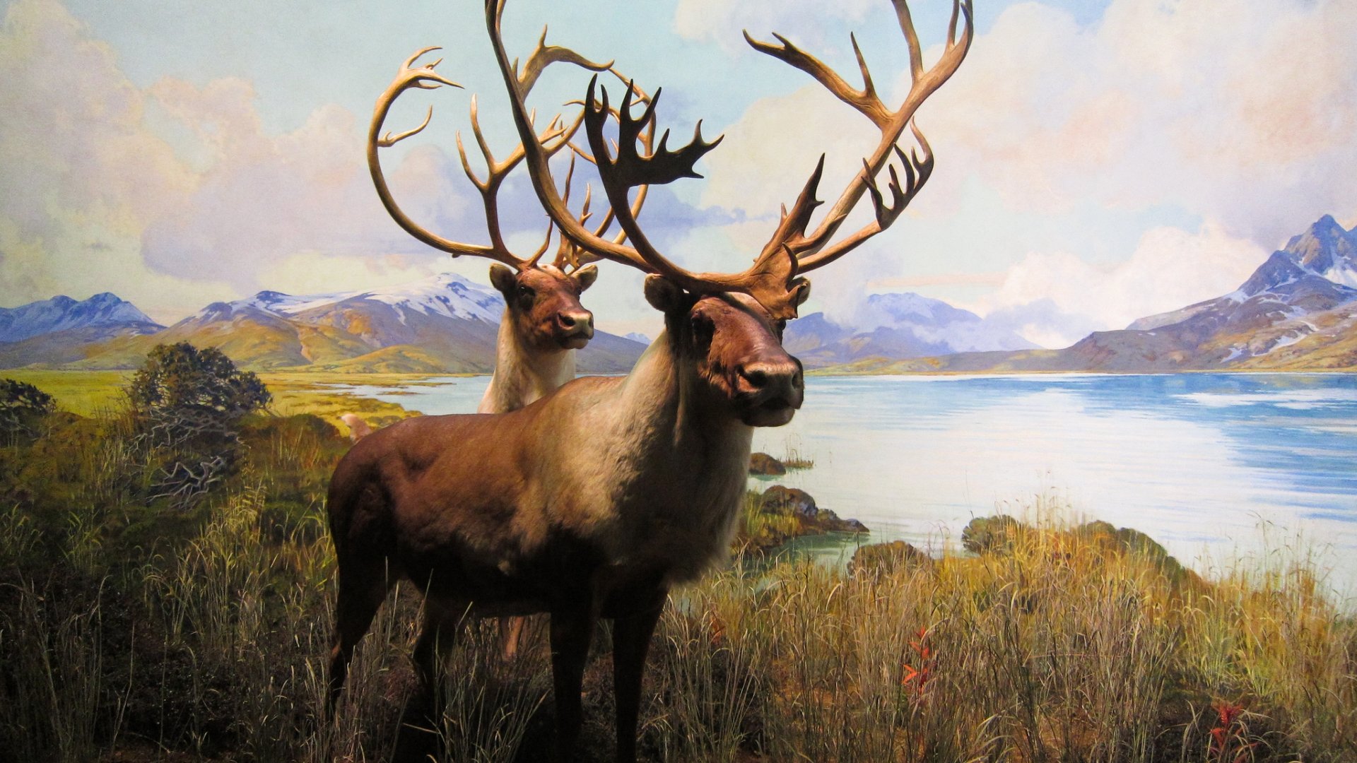 Awesome Elk Free Wallpaper Id - American Museum Of Natural History - HD Wallpaper 