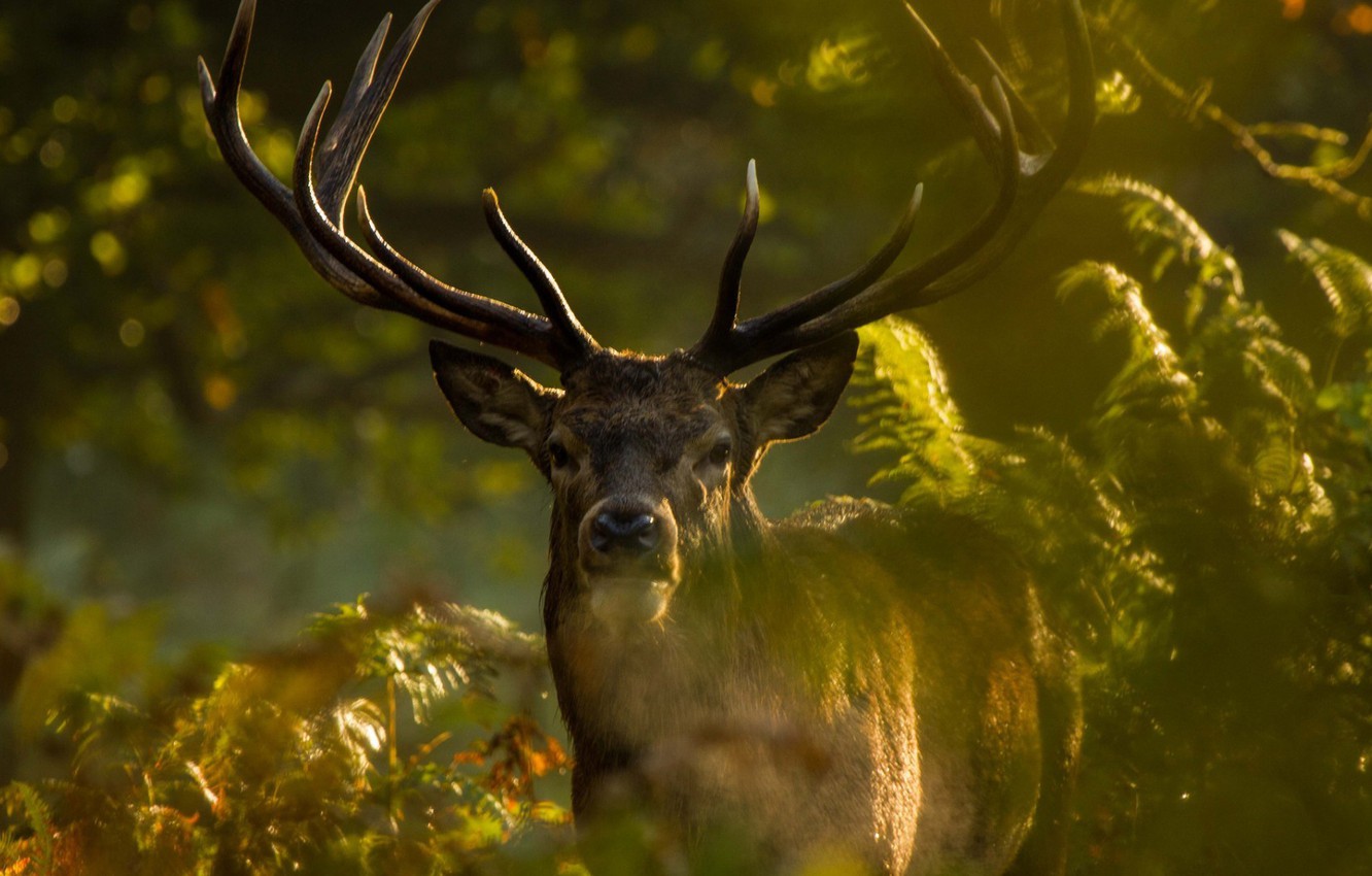 Photo Wallpaper Horns, Animal, Wild, Vegetation, Antlers, - Sfondi Natura Con Animali - HD Wallpaper 