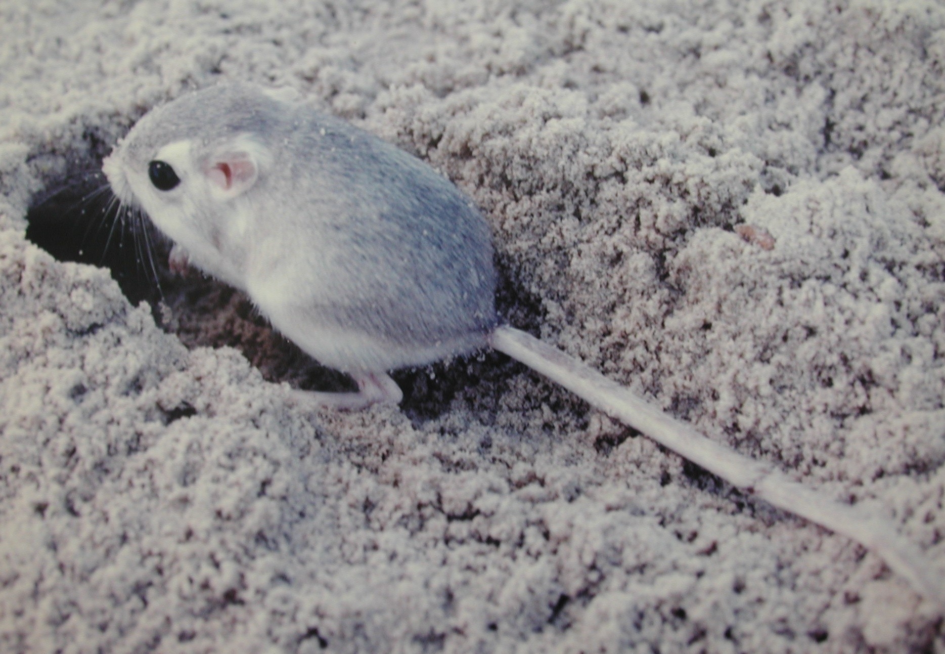 Gray Kangaroo Rat - HD Wallpaper 