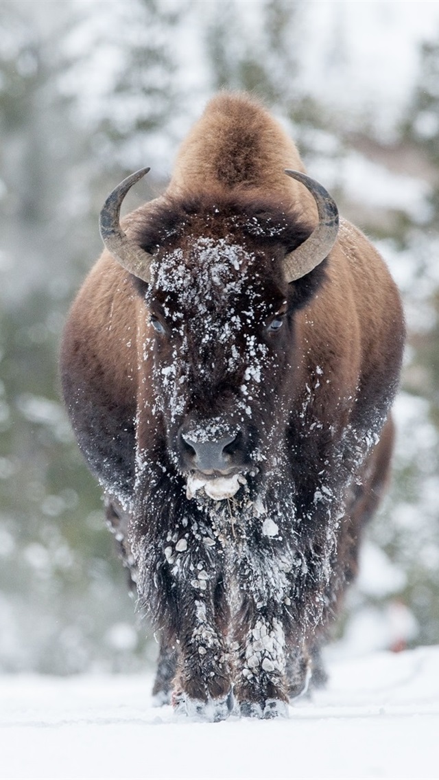 High Quality Bison - HD Wallpaper 