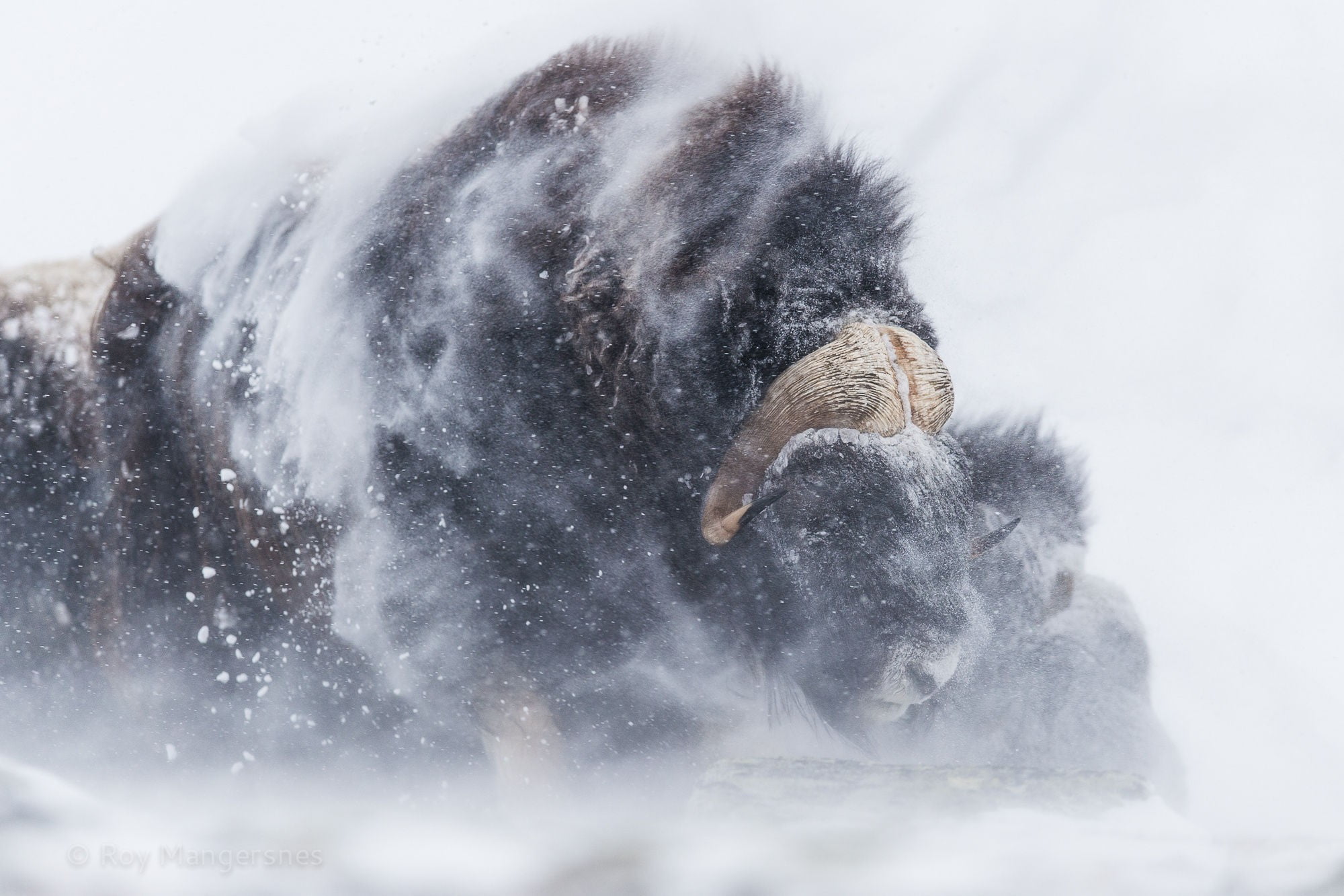 Musk Ox In Snow - HD Wallpaper 