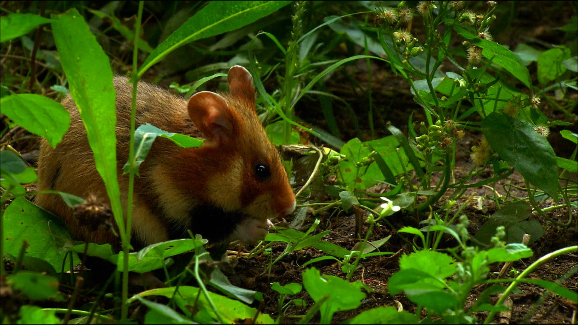 Mouse In The Jungle - HD Wallpaper 