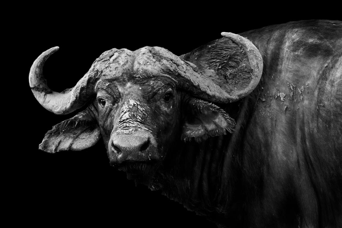 Awesome African Buffalo Free Wallpaper Id - Buffalo Black And White - HD Wallpaper 