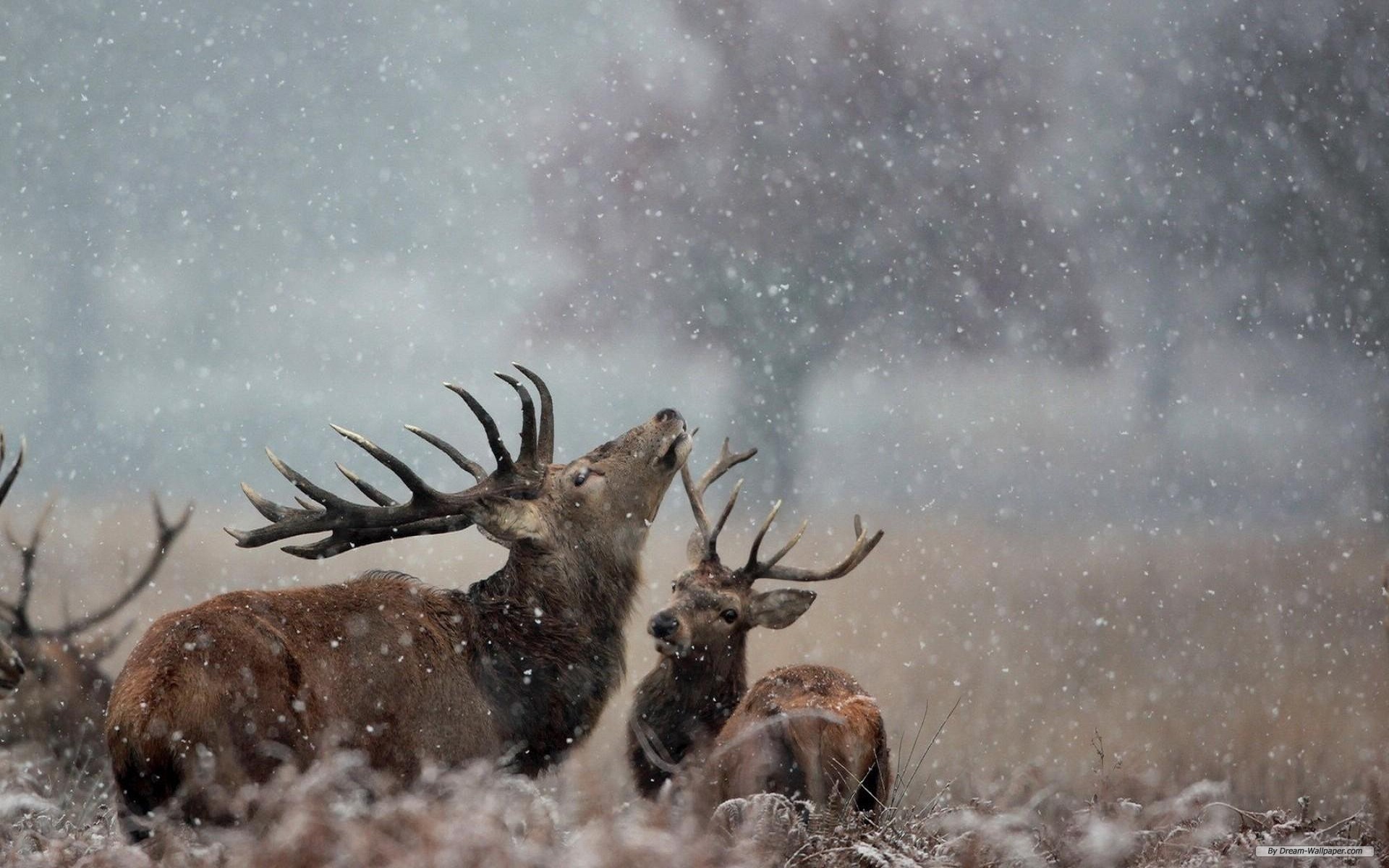 Free Animal Wallpaper - Best Photo Of Deer - 1920x1200 Wallpaper 