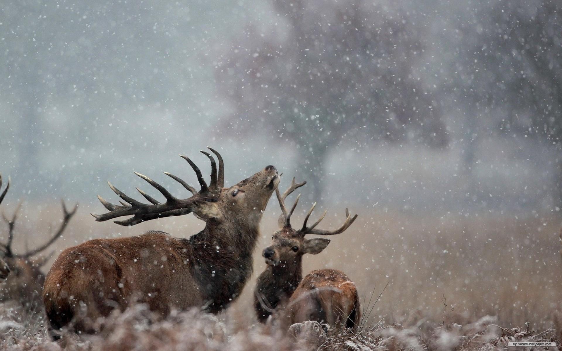 Free Animal Wallpaper - Best Photo Of Deer - 1920x1200 Wallpaper Free Animal Wallpaper - Best Photo Of Deer - 1920x1200 Wallpaper