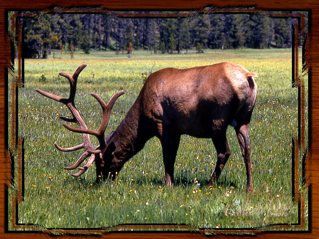 Main Herbivores In Yellowstone National Park - HD Wallpaper 