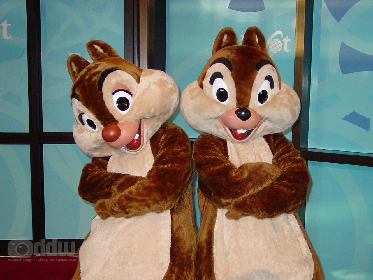 Chip N Dale Walt Disney World - HD Wallpaper 